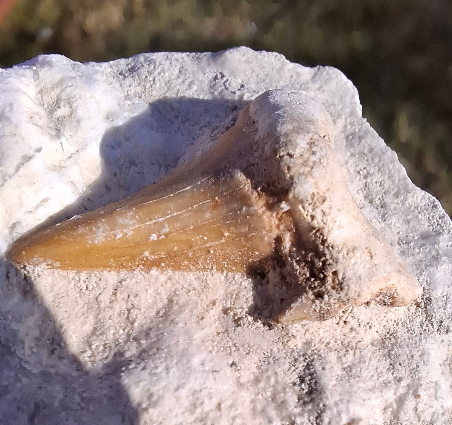 Otodus Shark Tooth in Rock, Fossil (Ref: OT2)