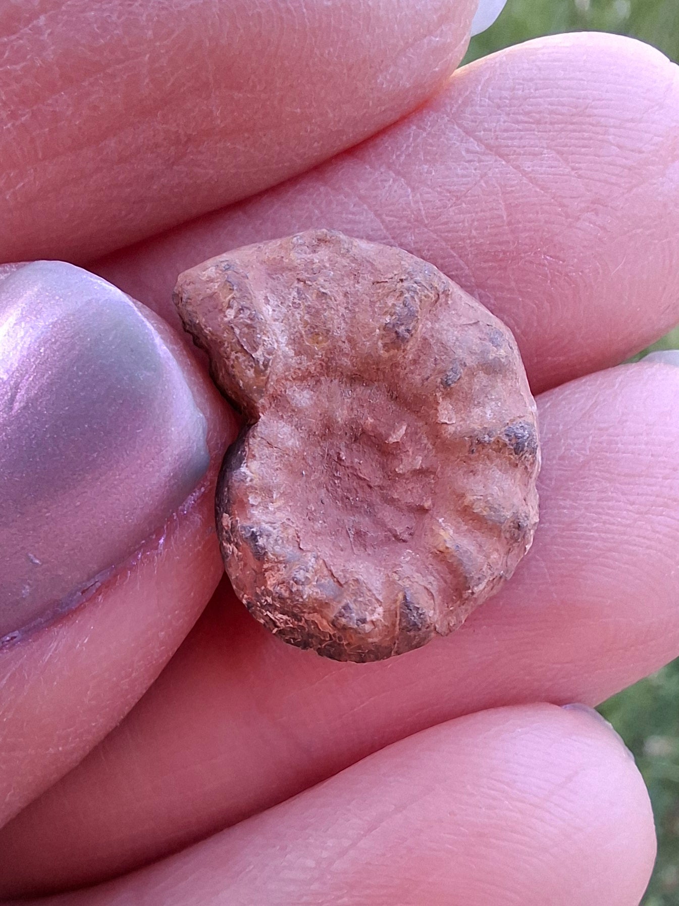 Small Haematite Ammonite HALF, 1.41g, Fossil (Ref: MA6)