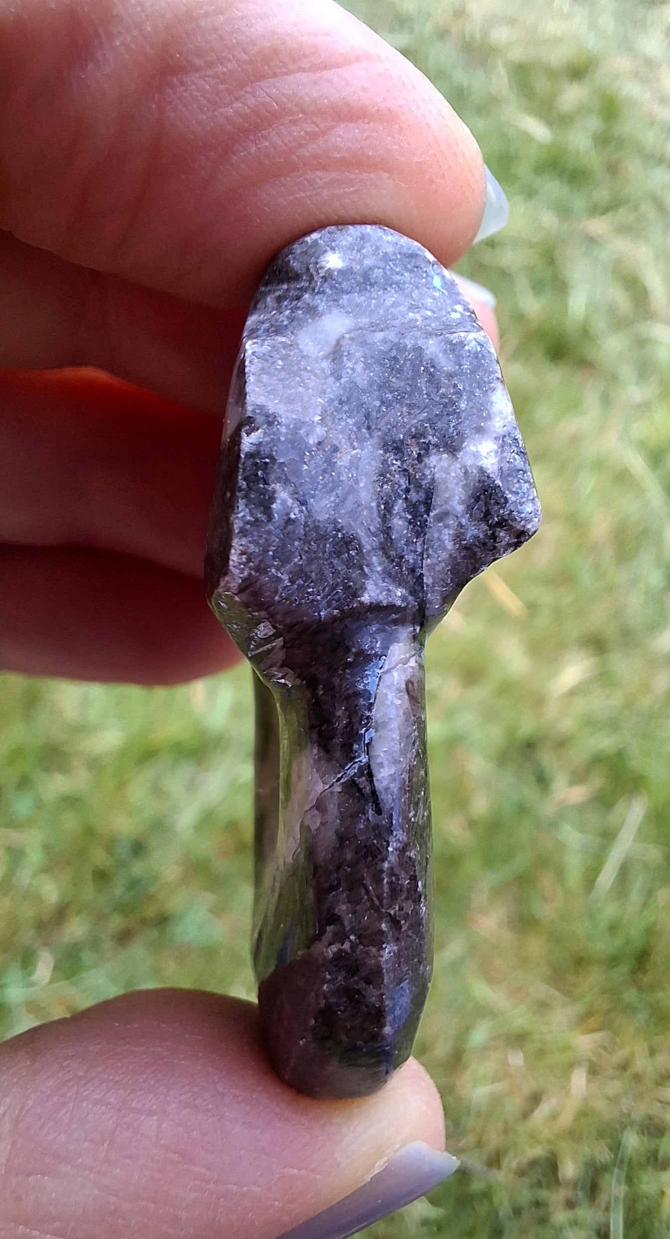 Goniatite, Fossil (Ref: GA6)