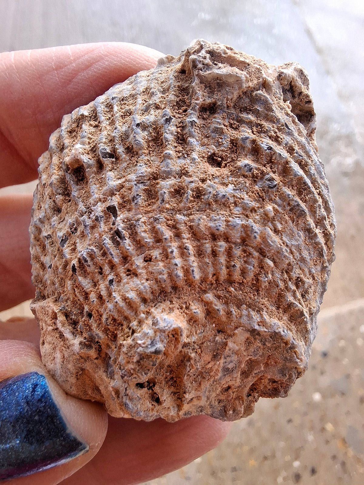 Chalcedony Oyster, Fossil (Ref: FO2)