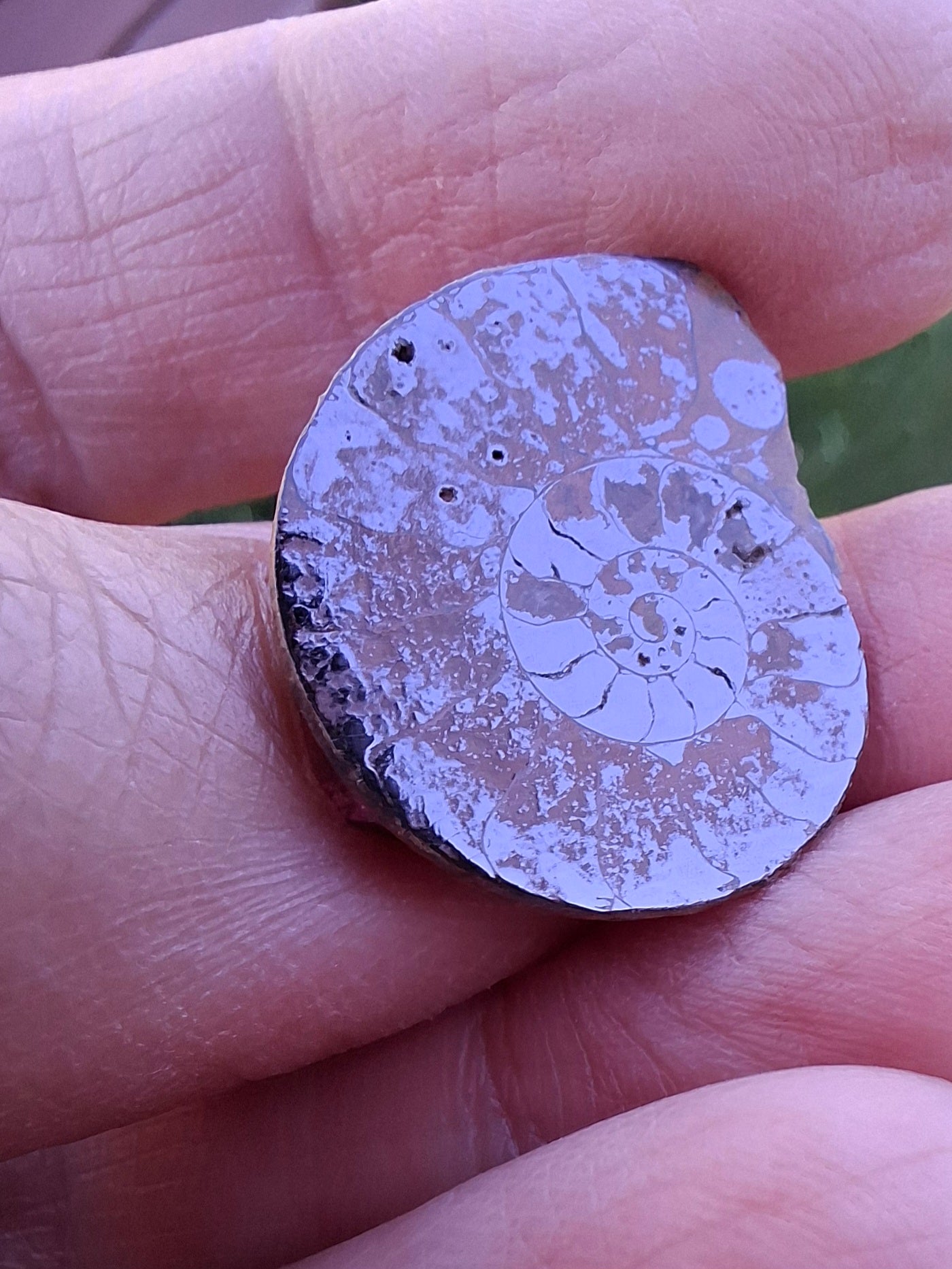 Small Haematite Ammonite HALF, 1.78g, Fossil (Ref: MA4)