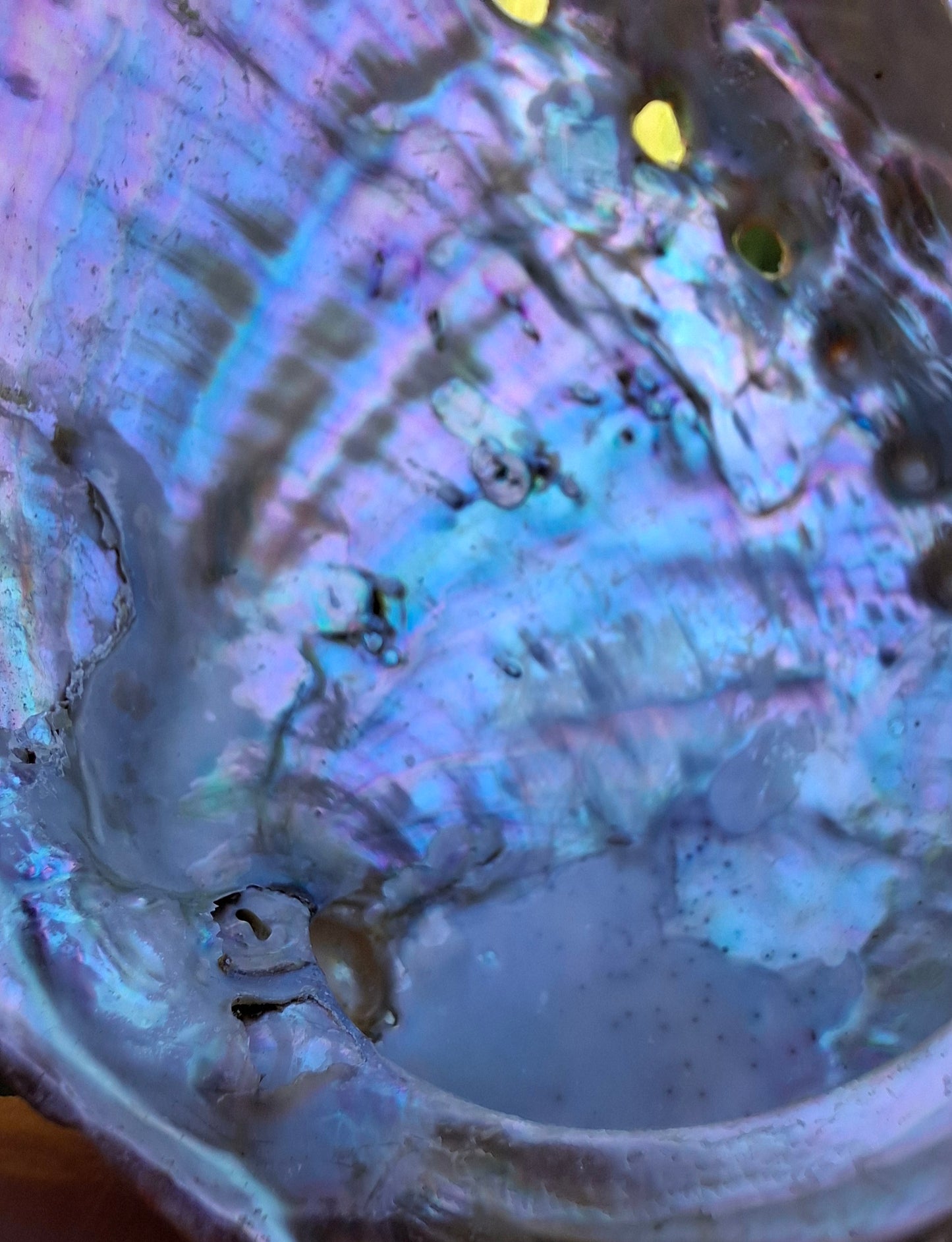 Abalone Shell, (Ref: SH1)