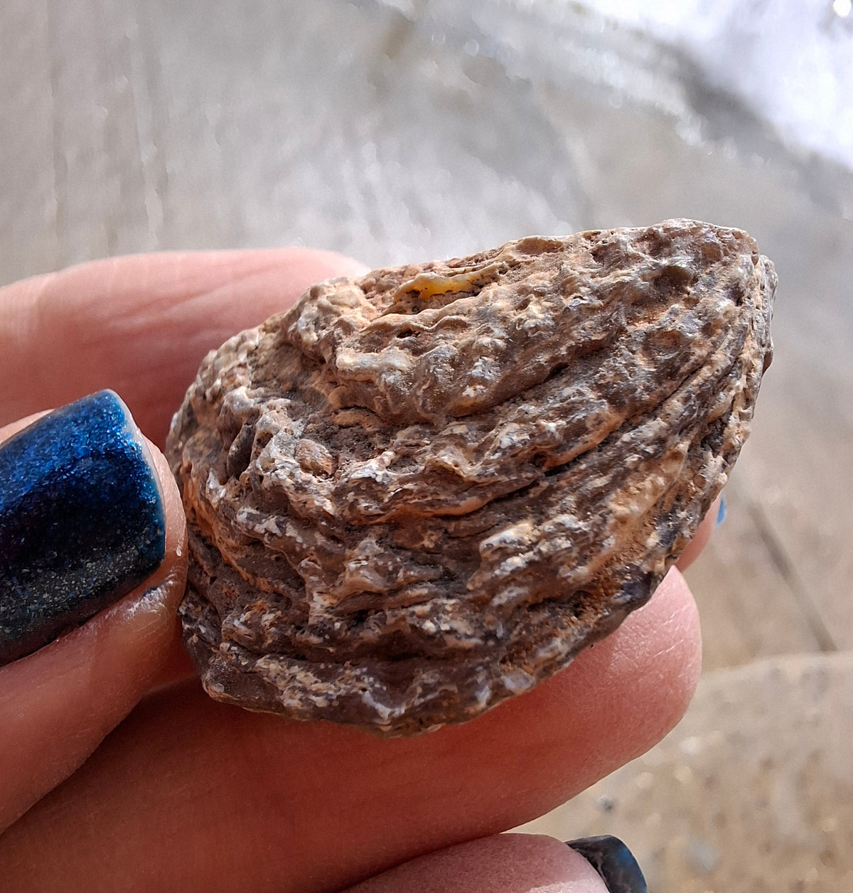 Chalcedony Oyster, Fossil (Ref: FO7)