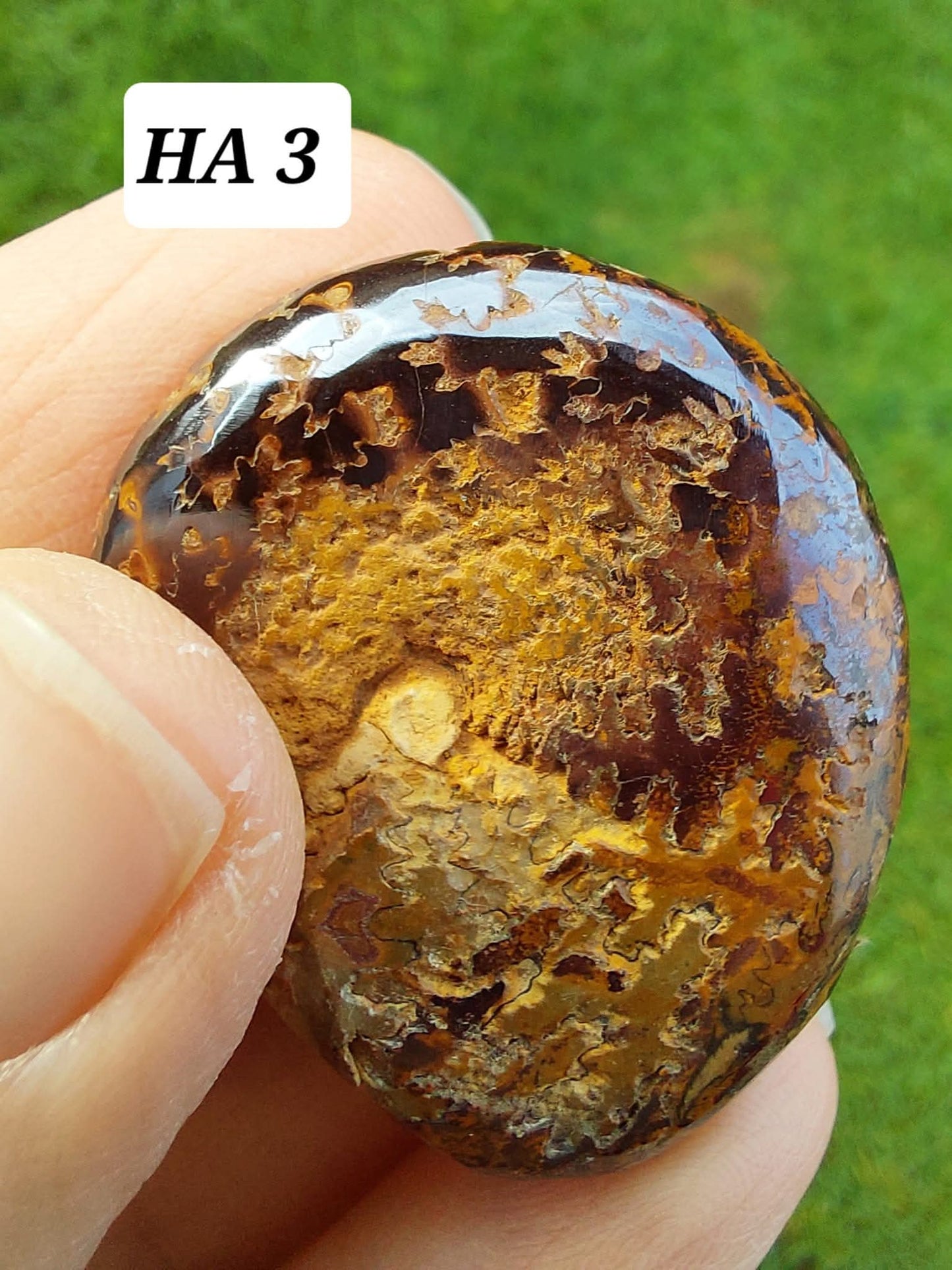 Hematite Ammonite, 16.00g, Fossil (Ref: HA3)