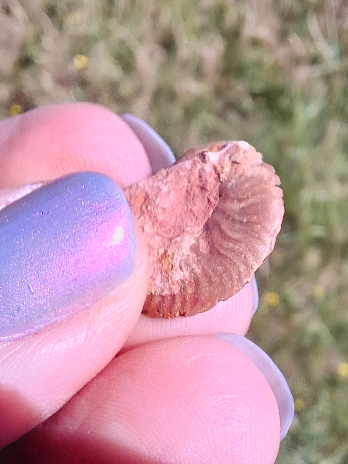 Small Haematite Ammonite HALF, 1.19g, Fossil (Ref: MA11)