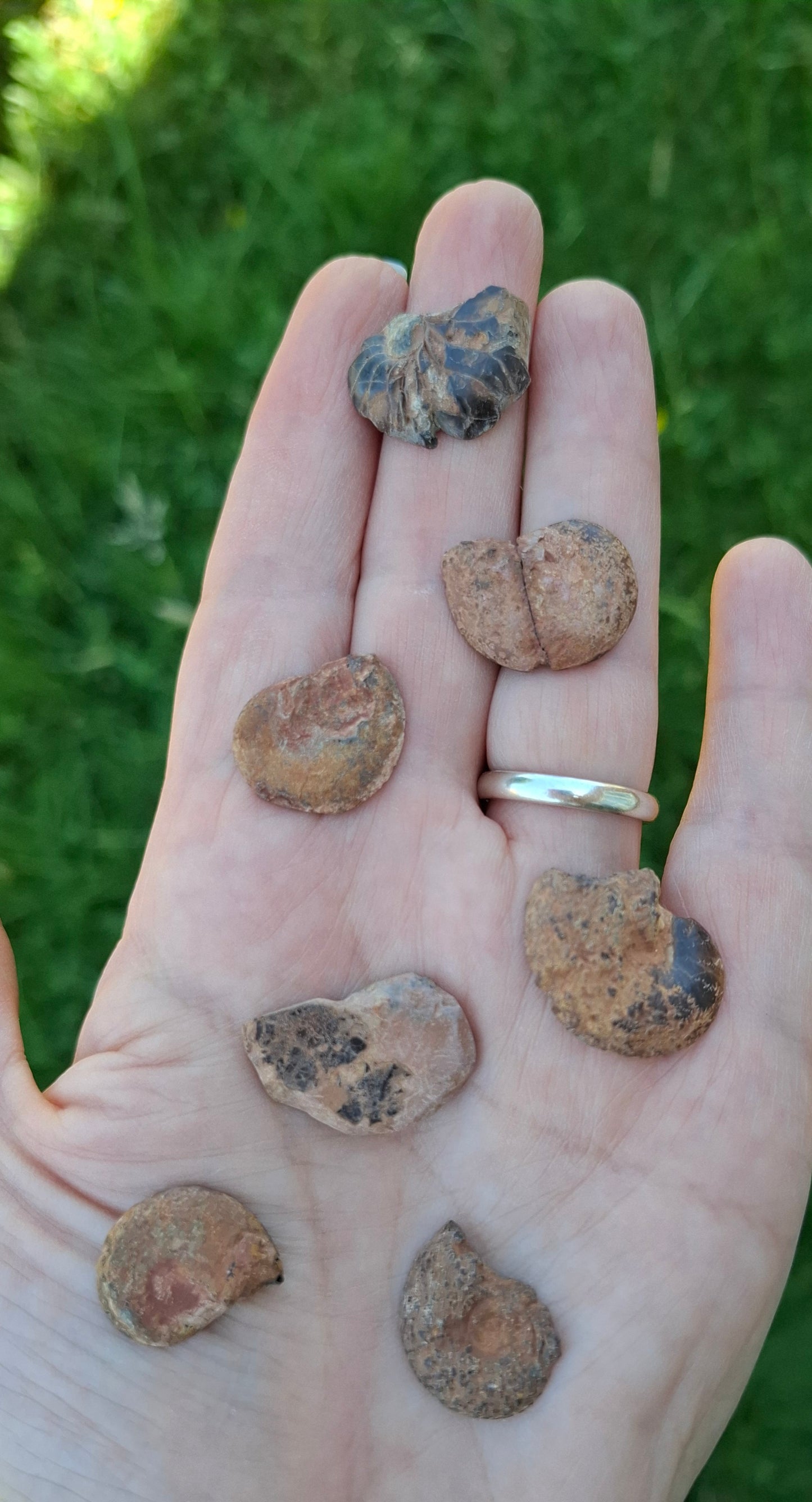 Small Haematite Ammonite Halves BUNDLE, (7 pcs), Fossil (Ref: MA13)