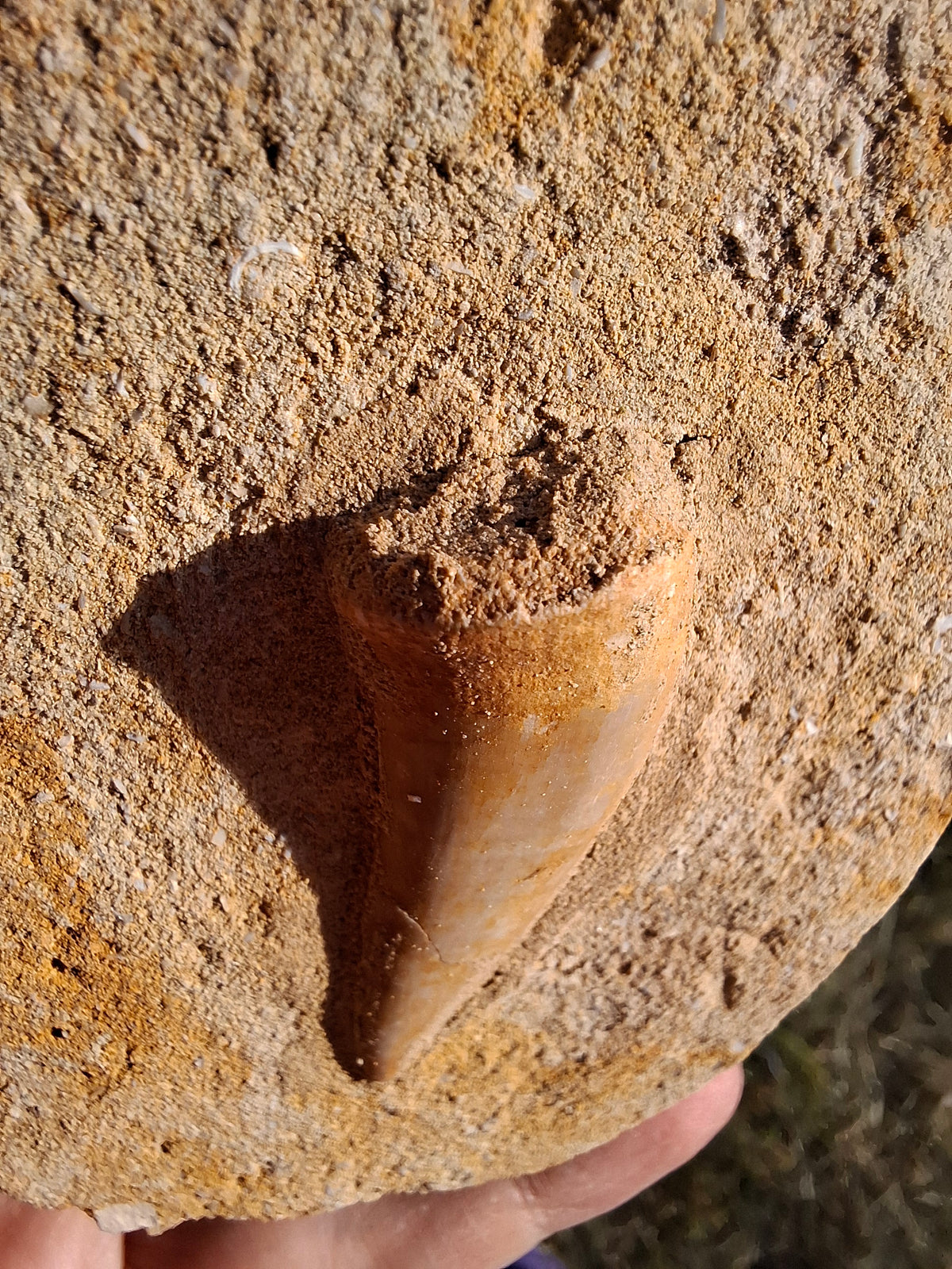 Enchodus Sabre Tooth, Fossil (Ref: ES1)