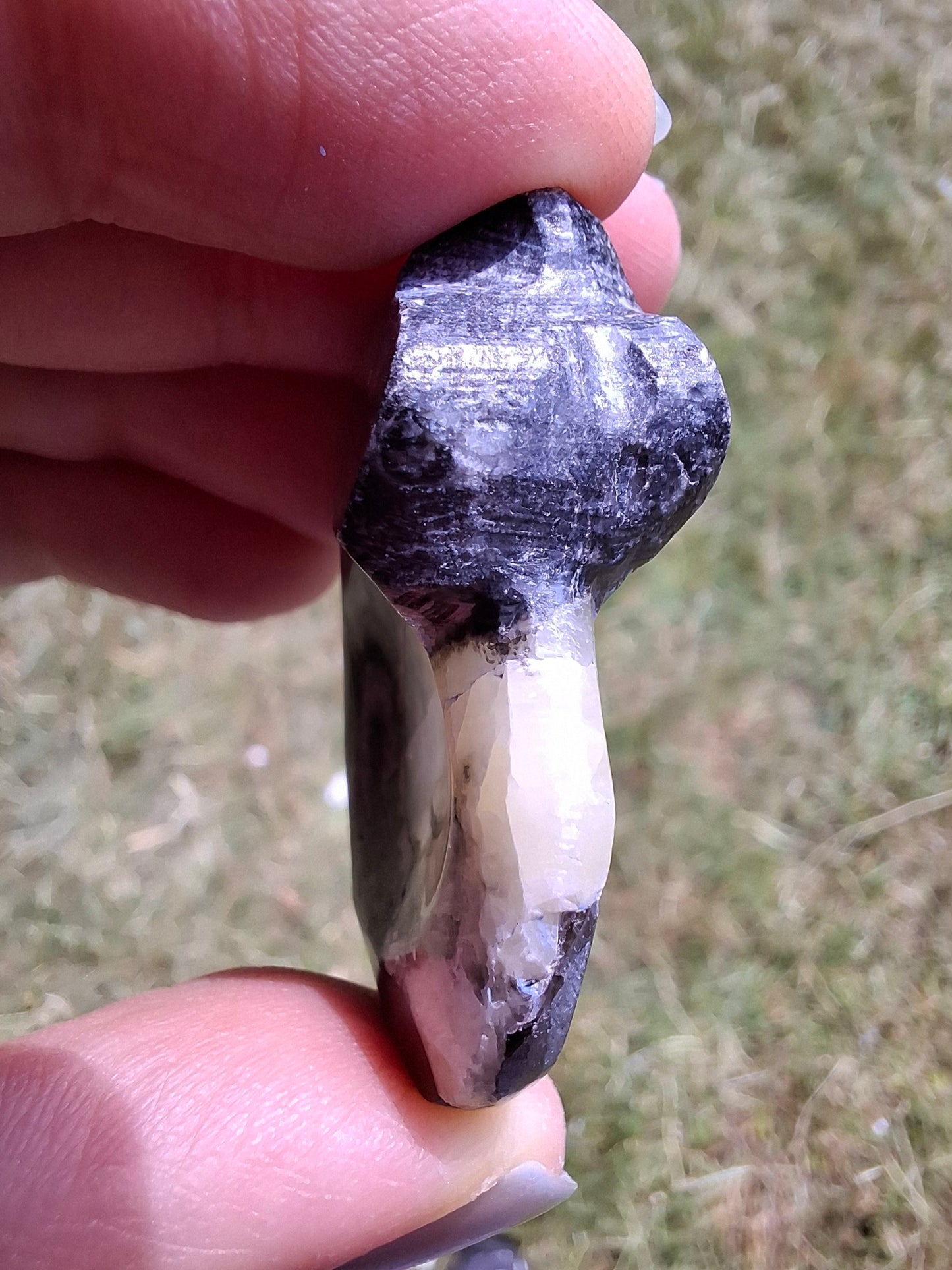 Goniatite, Fossil (Ref: GA7)