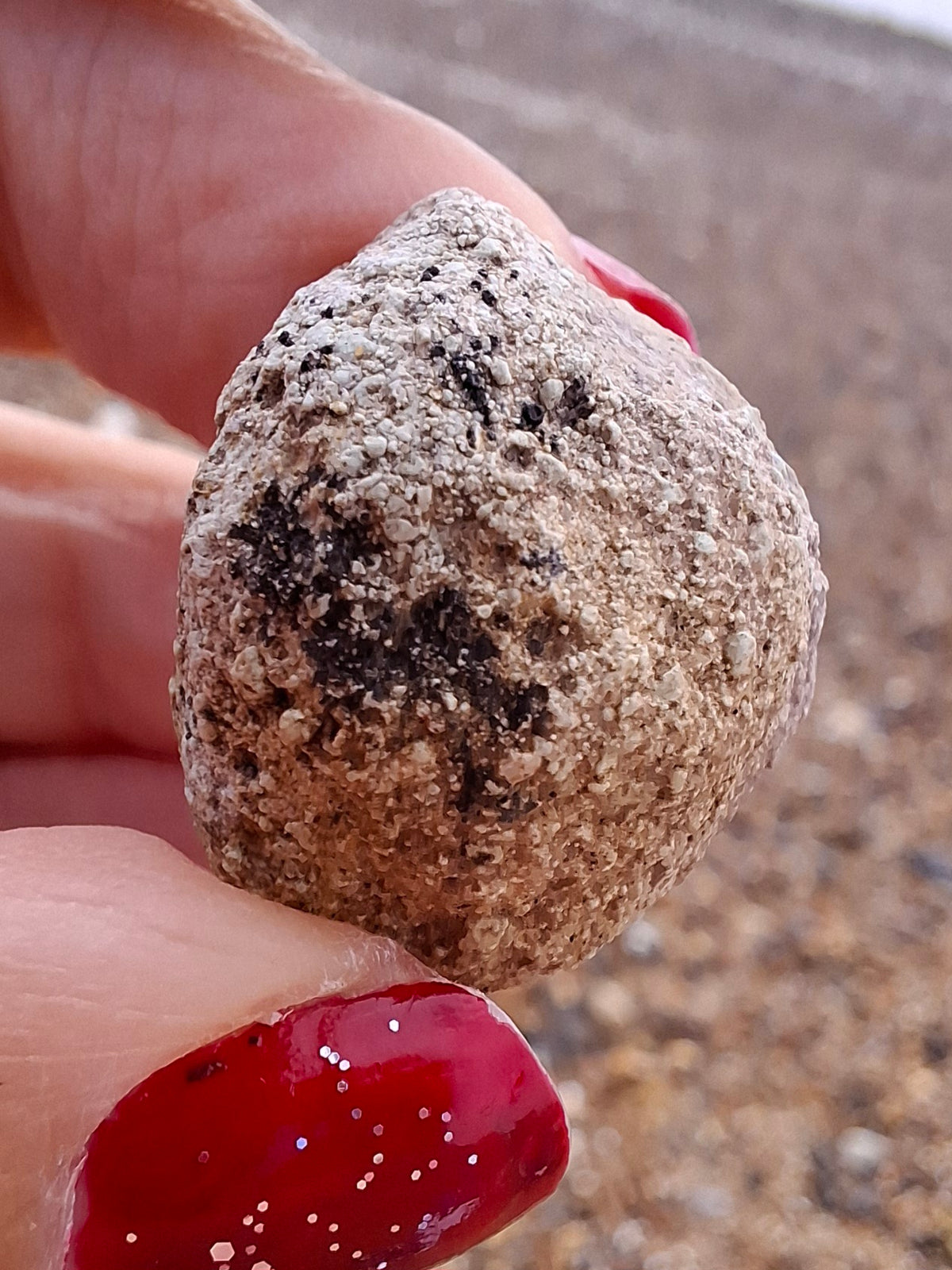 Sauropod Dinosaur Coprolite, 7.32g, Fossil (Ref: DP4)