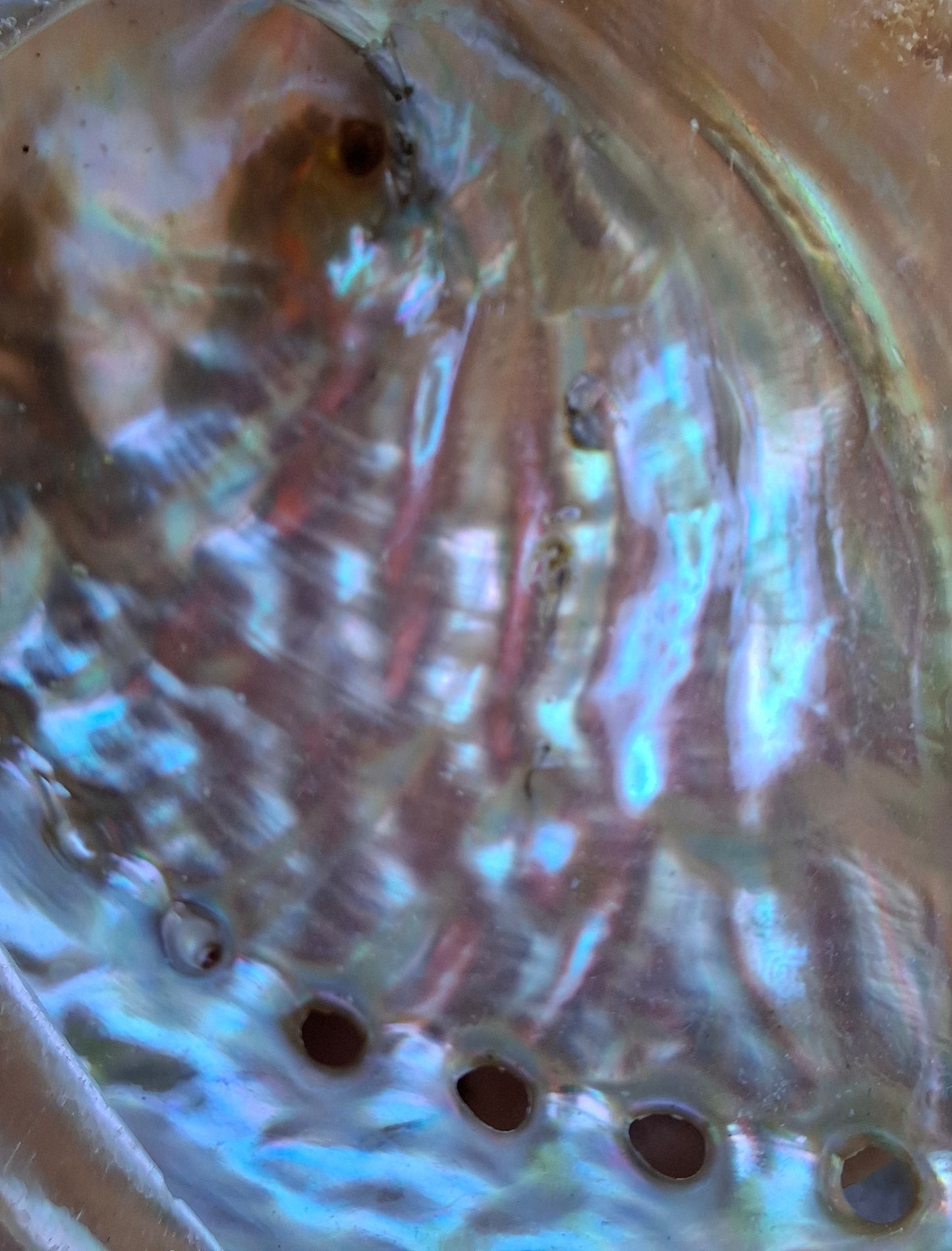 Abalone Shell, (Ref: SH3)