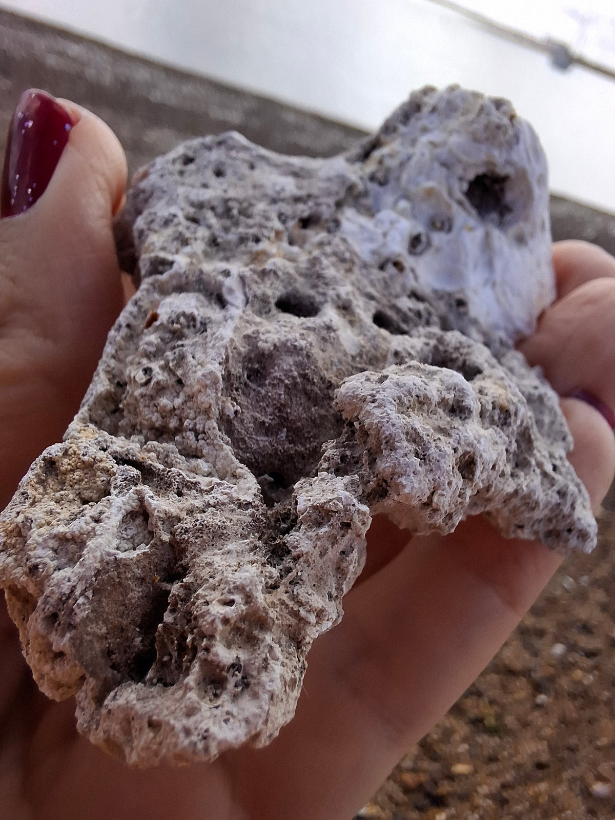 Fossilised Coral replaced by Chalcedony/Agate, Fossil (Ref: FCA1)
