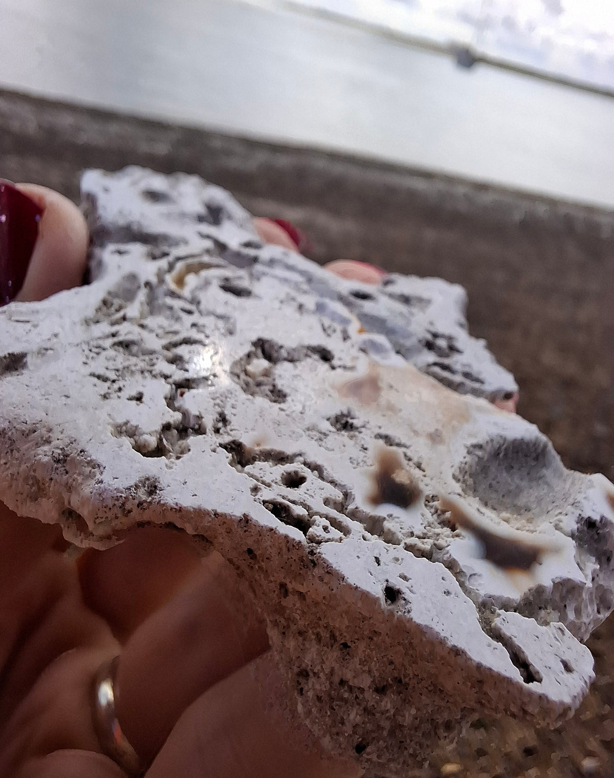 Fossilised Coral replaced by Chalcedony/Agate, Fossil (Ref: FCA1)