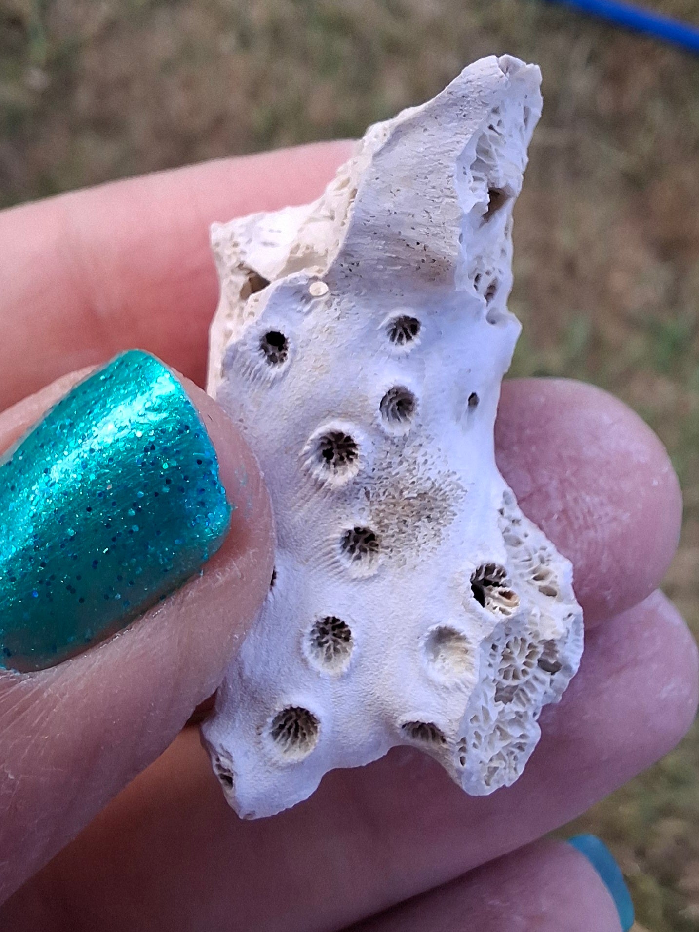 Fossil Coral, (Ref: FC4)