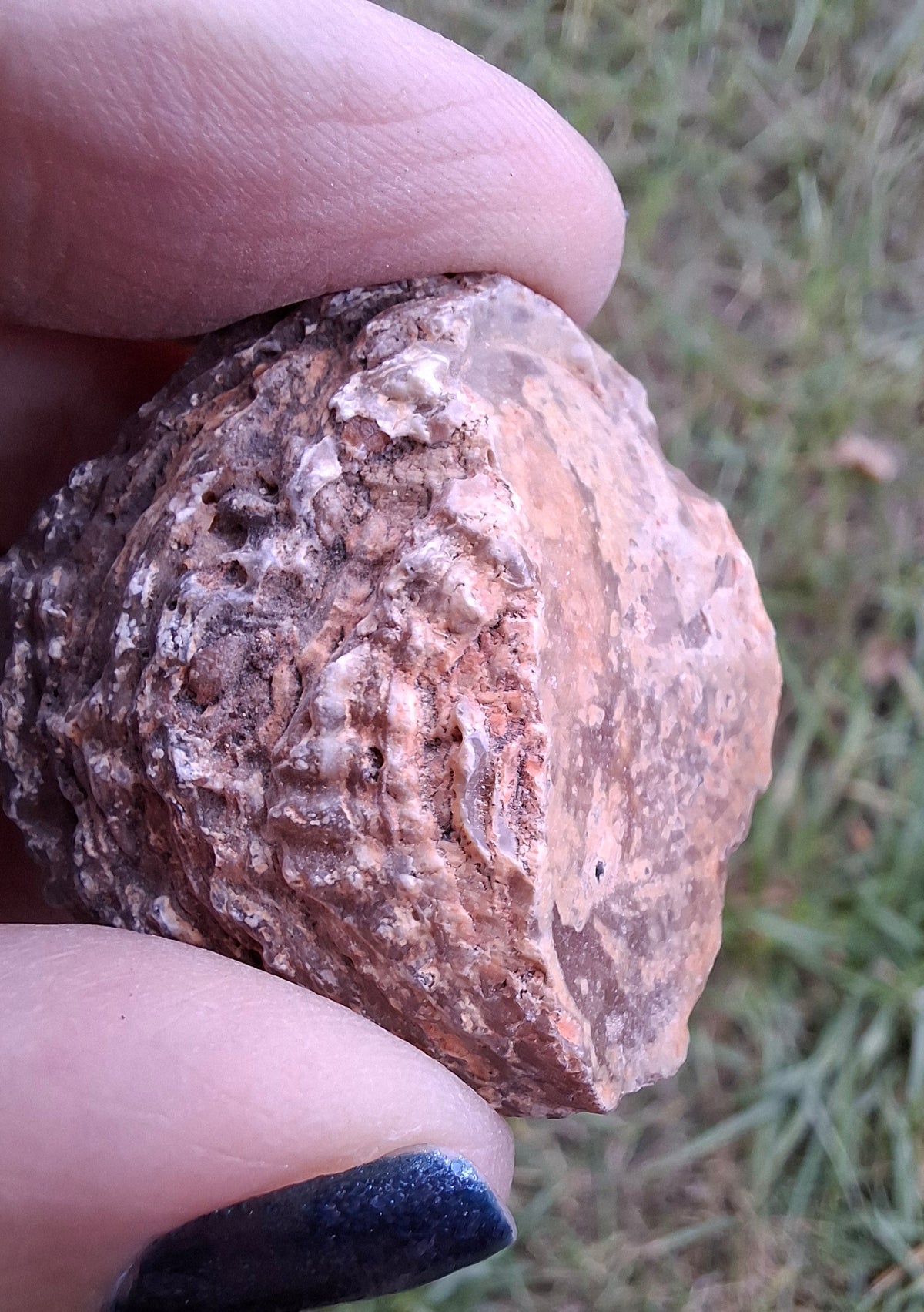 Chalcedony Oyster, Fossil (Ref: FO7)