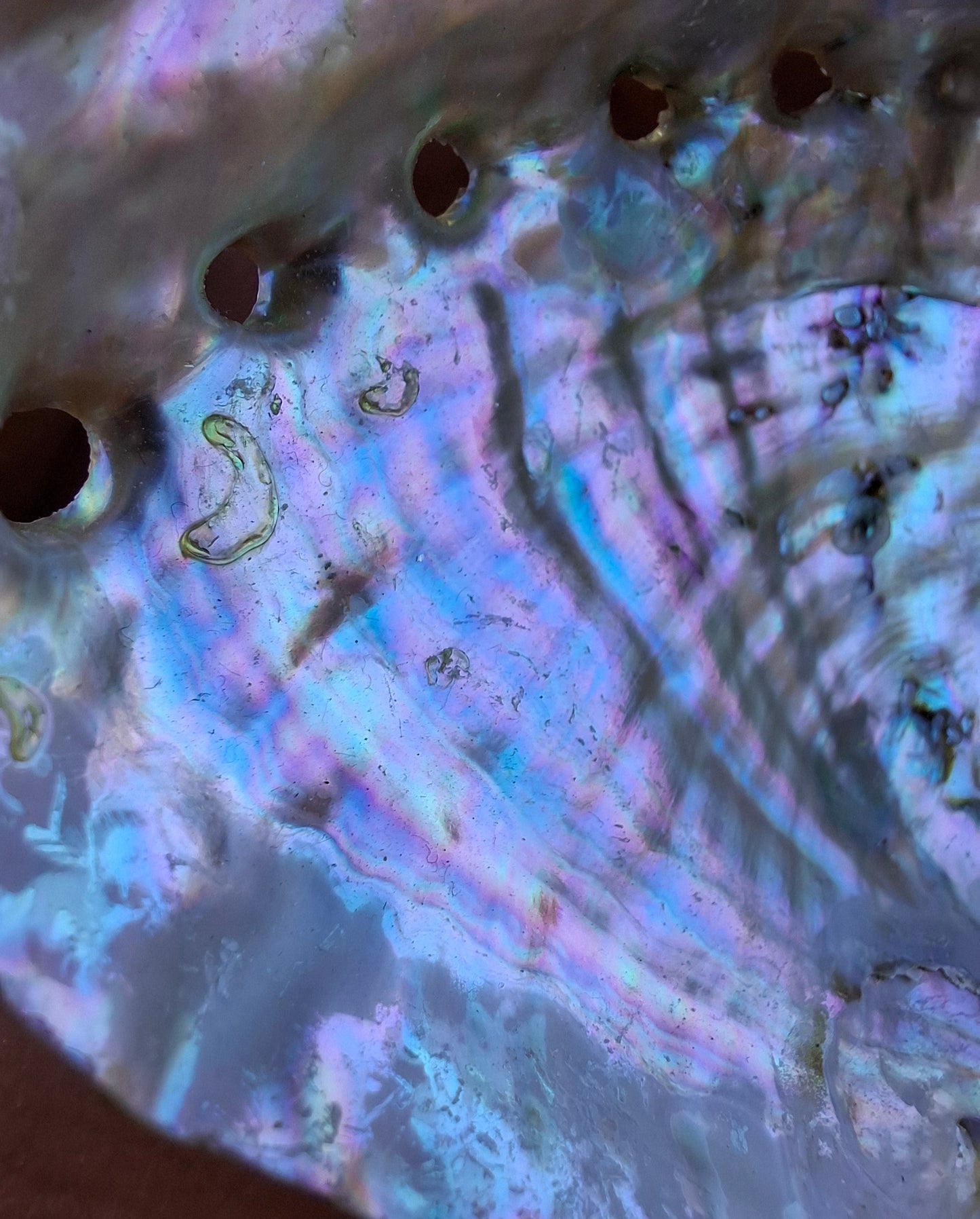 Abalone Shell, (Ref: SH1)