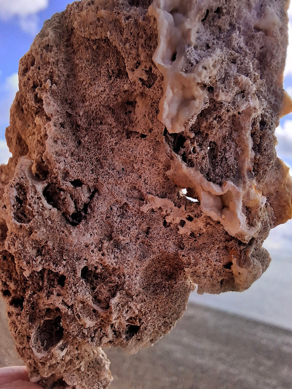 Fossilised Coral replaced by Chalcedony/Agate, Fossil (Ref: FCA2)