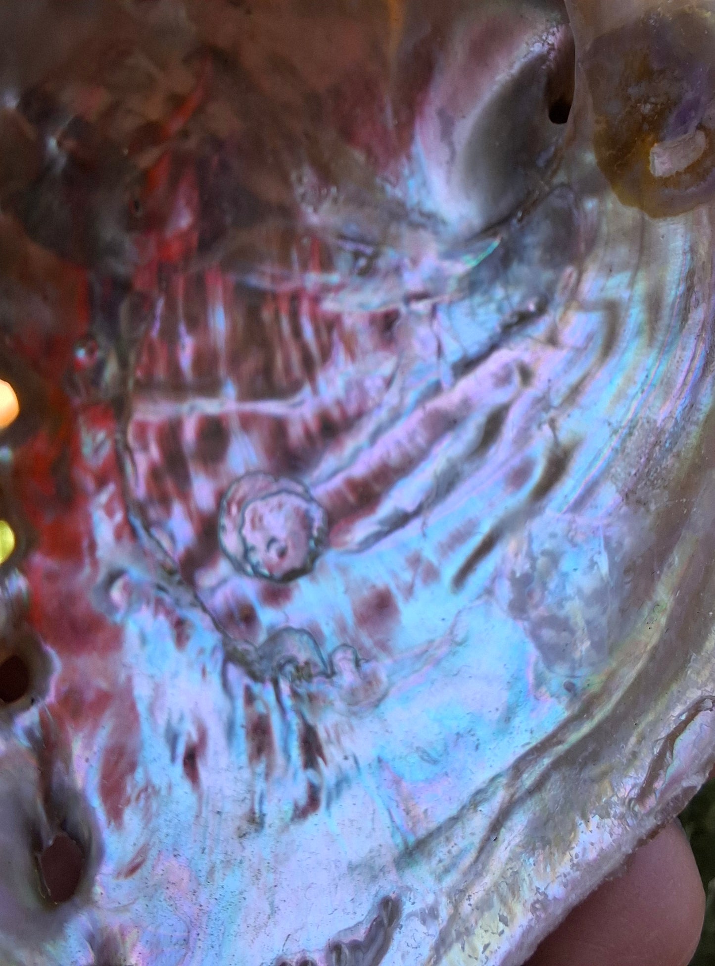 Abalone Shell, (Ref: SH2)