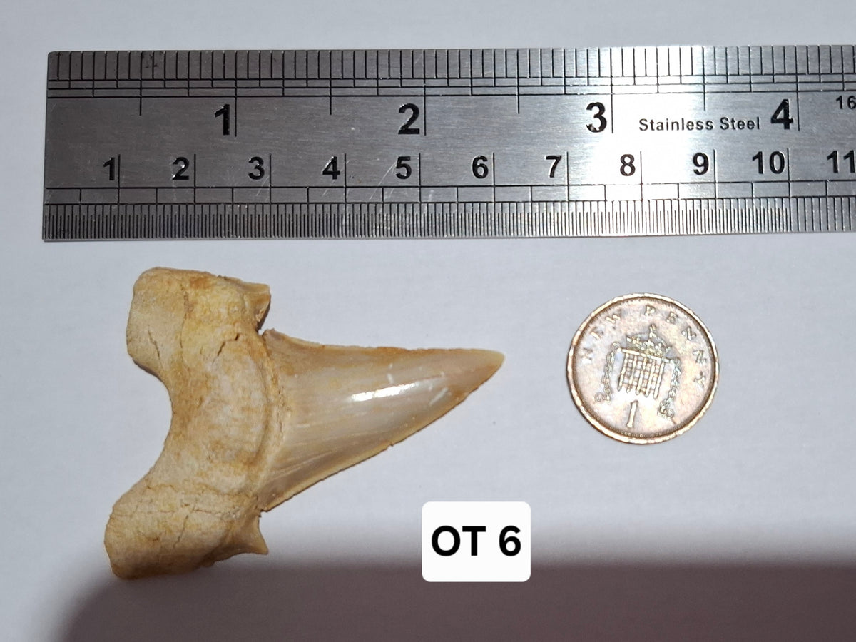 Otodus Shark Tooth, Fossil (Ref: OT6)