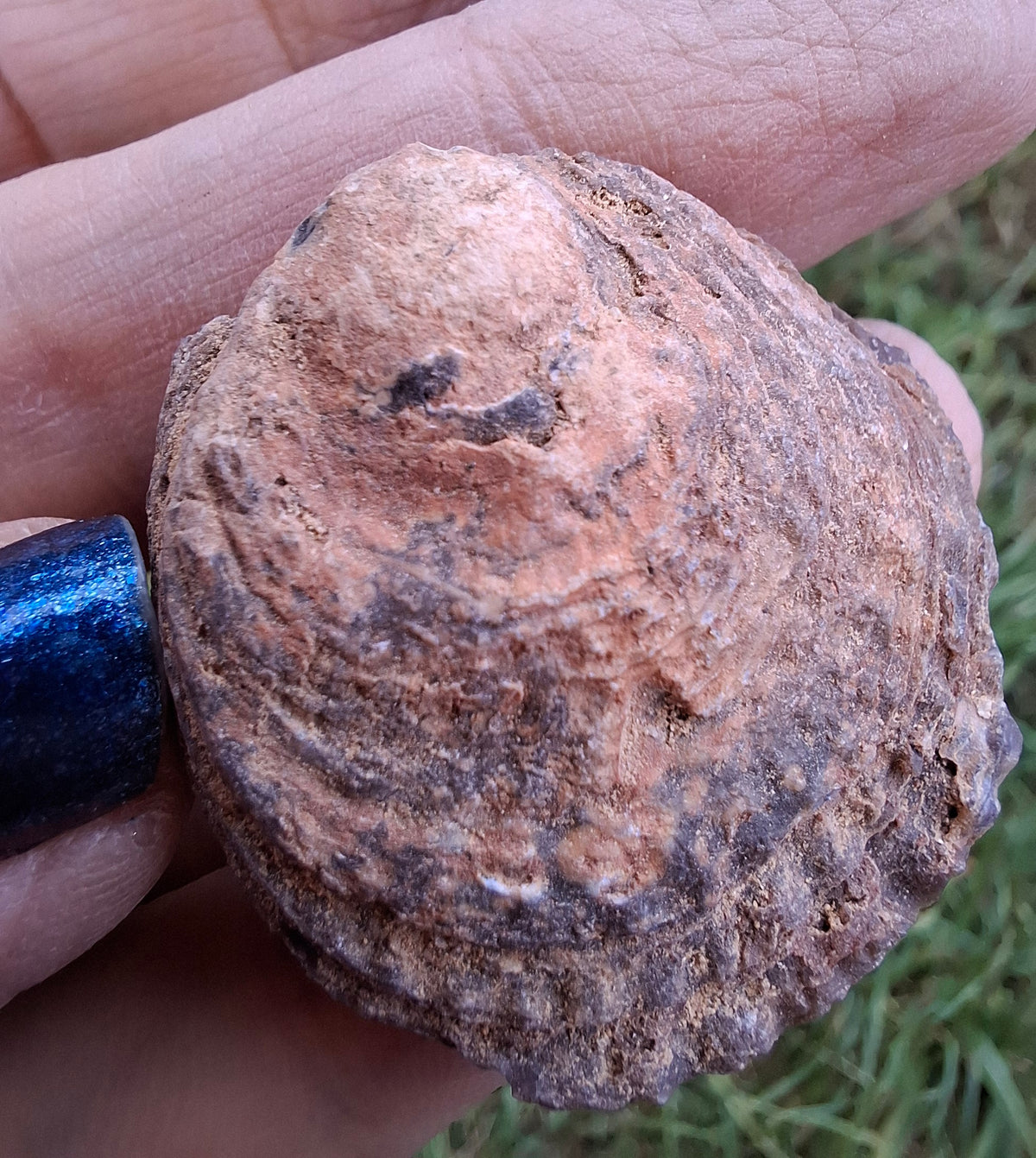Chalcedony Oyster, Fossil (Ref: FO9)