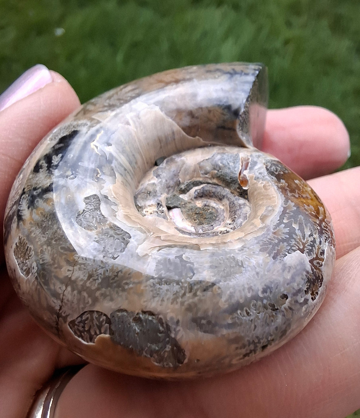 Polished Ammonite, Fossil (Ref: AMM1)