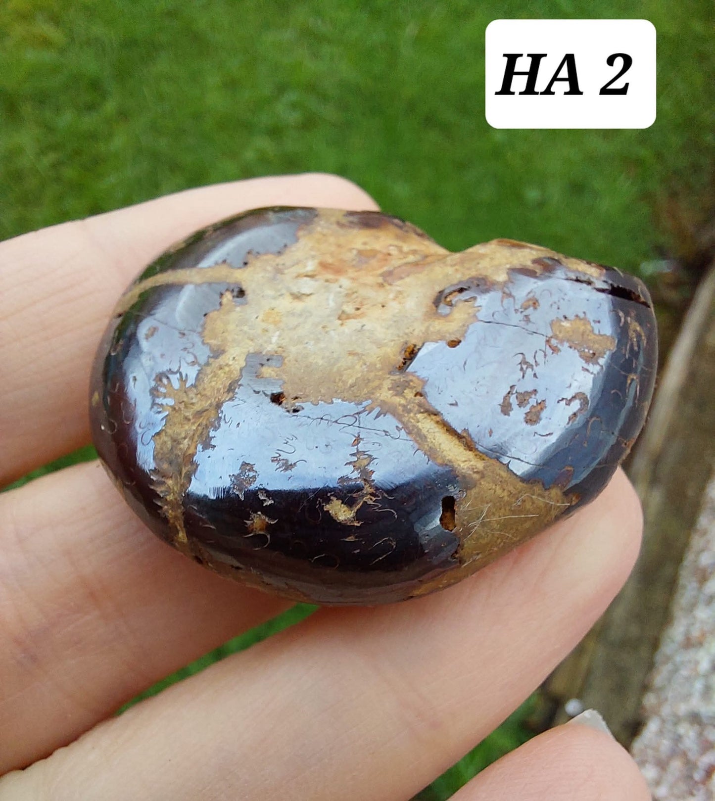 Hematite Ammonite, 22.72g, Fossil (Ref: HA2)