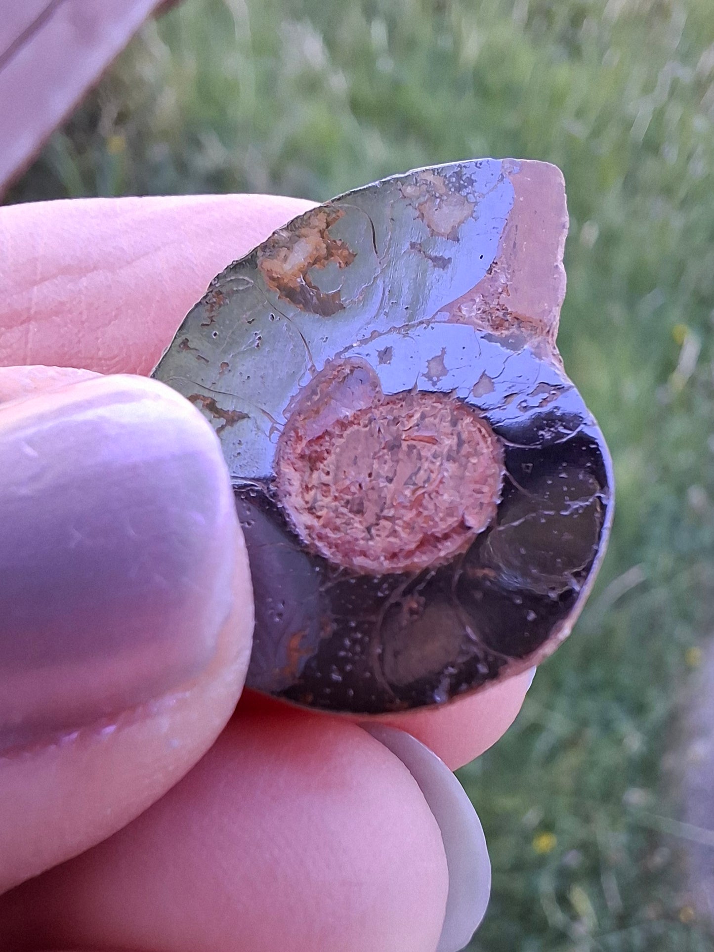 Small Haematite Ammonite HALF, (2.91g), Fossil (Ref: MA1)