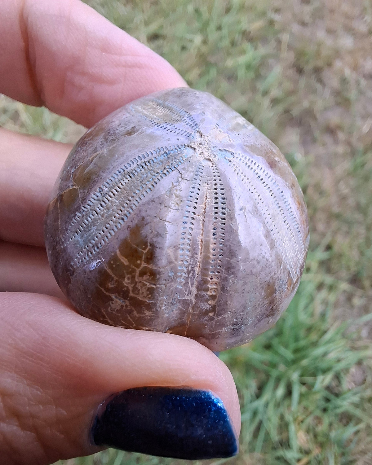 Polished Sea Urchin, Fossil (Ref: SU1)