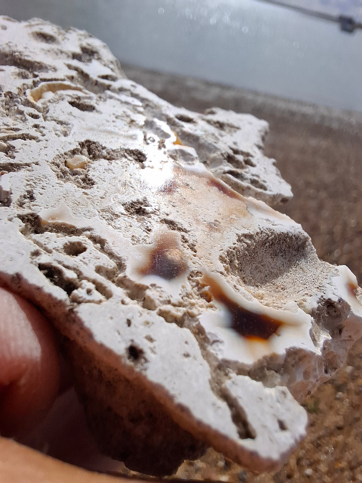 Fossilised Coral replaced by Chalcedony/Agate, Fossil (Ref: FCA1)