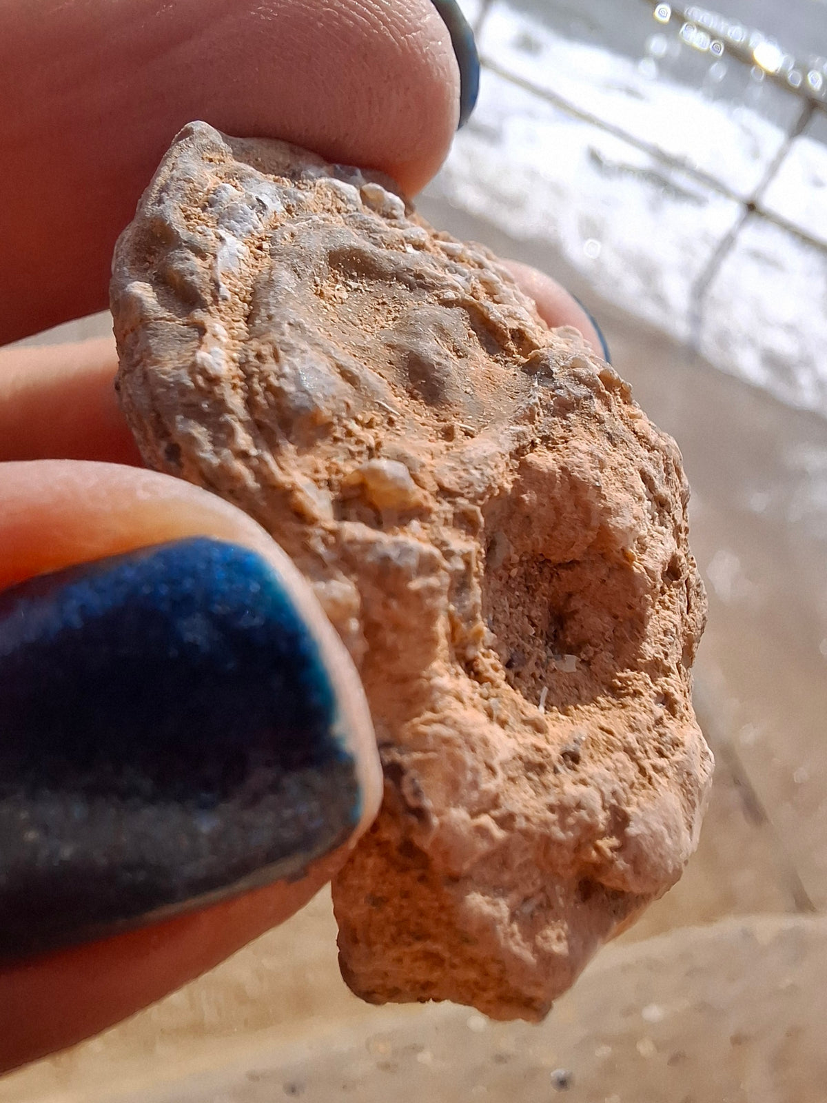 Chalcedony Oyster, Fossil (Ref: FO6)
