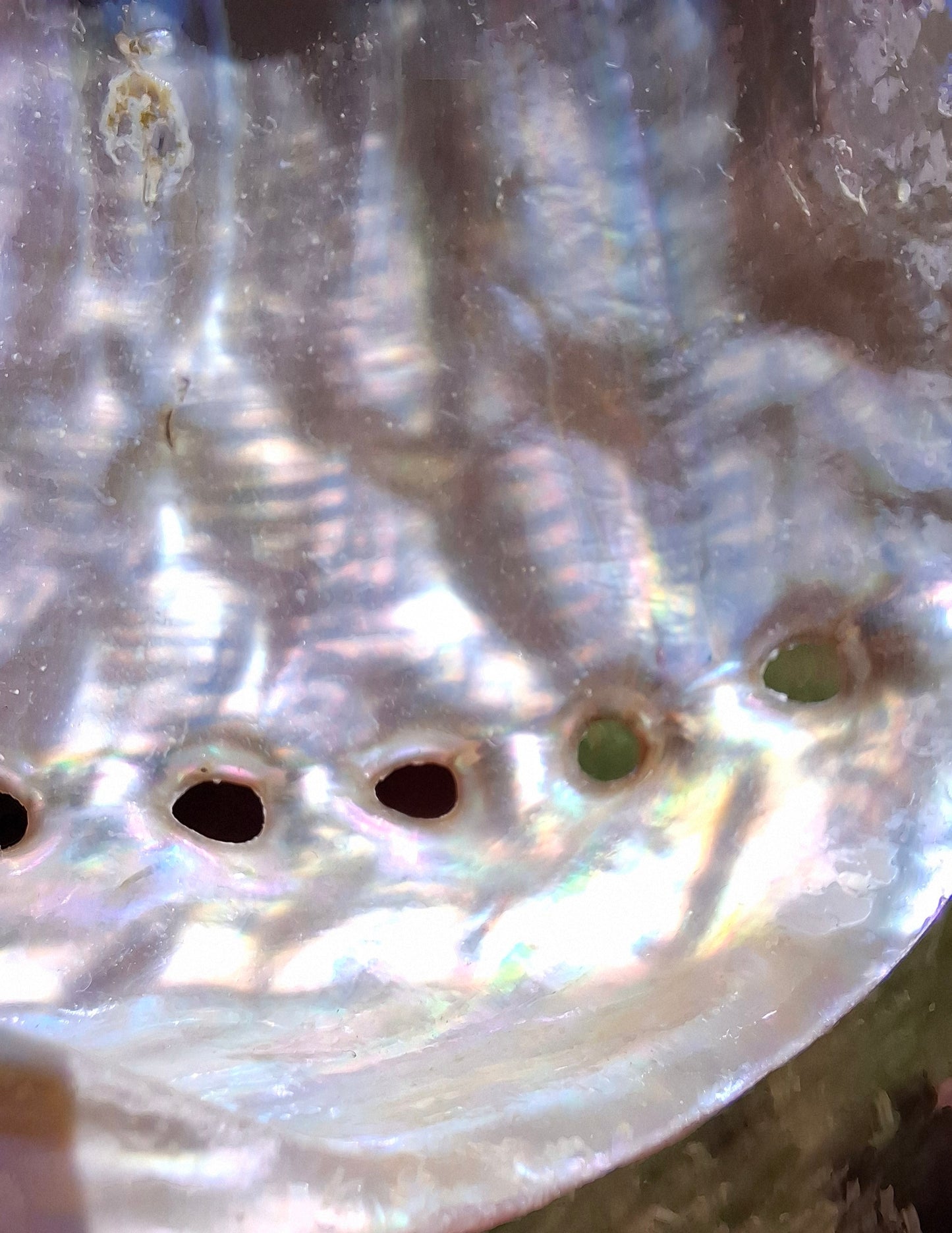 Abalone Shell, (Ref: SH3)