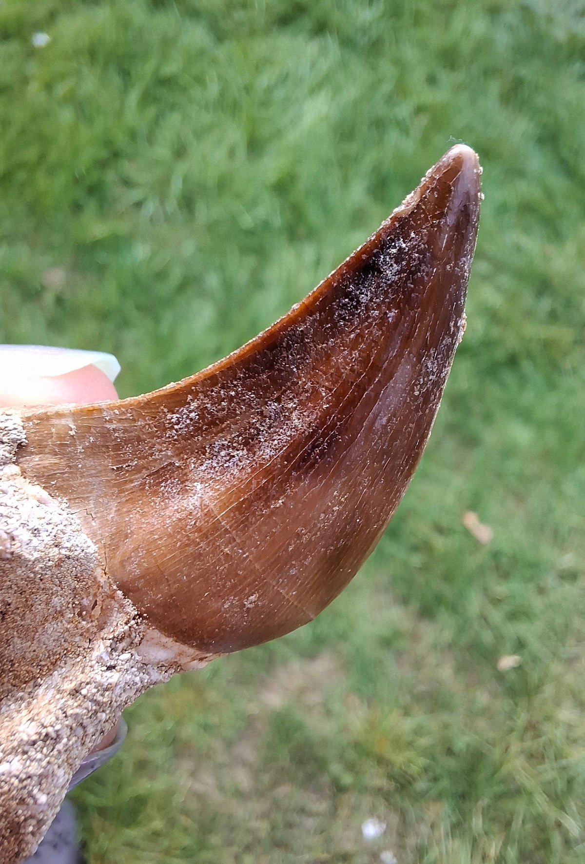 Mosasaurus Tooth with matrix, Fossil, (Ref: MTM1)
