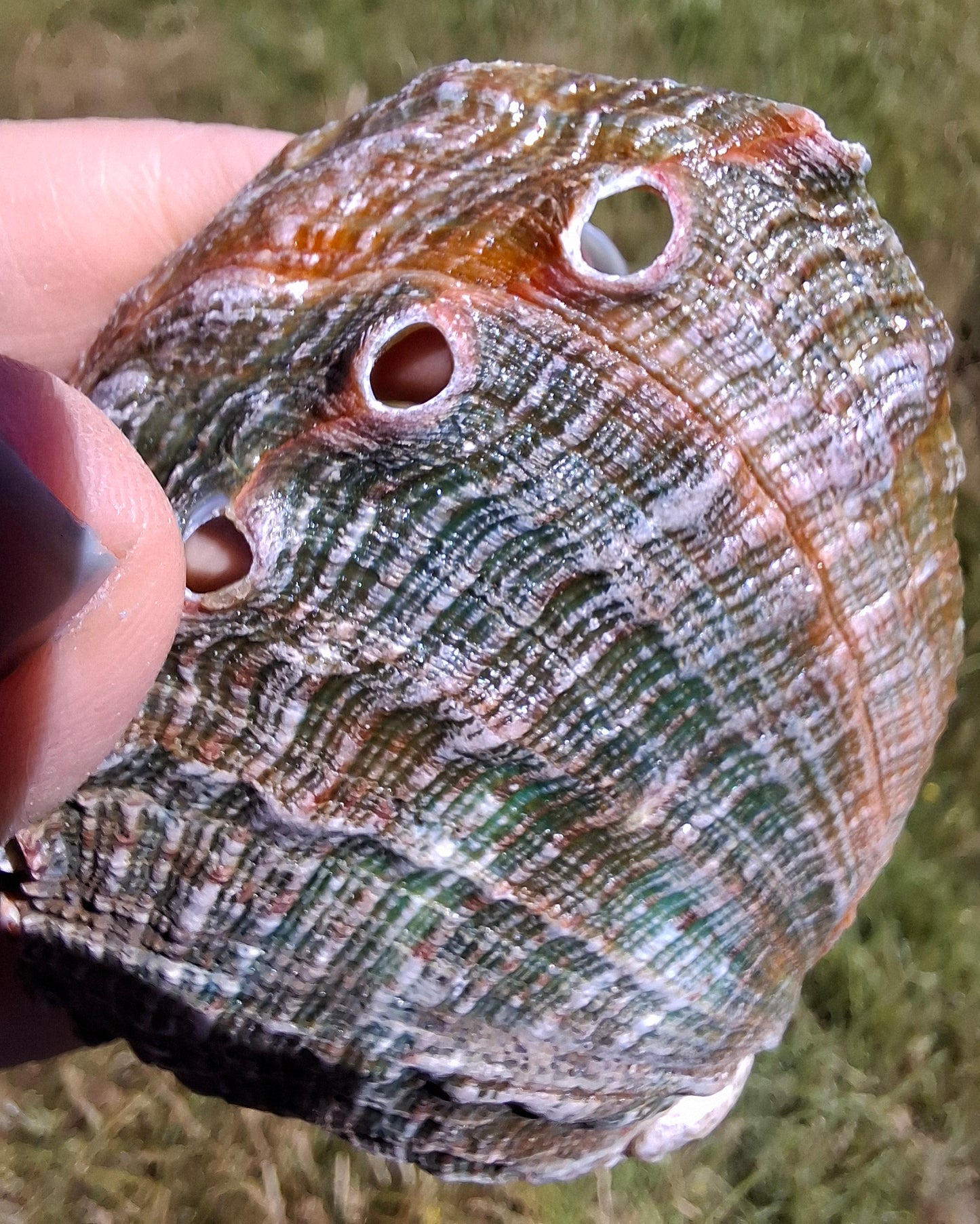 Abalone Shell, (Ref: SH1)