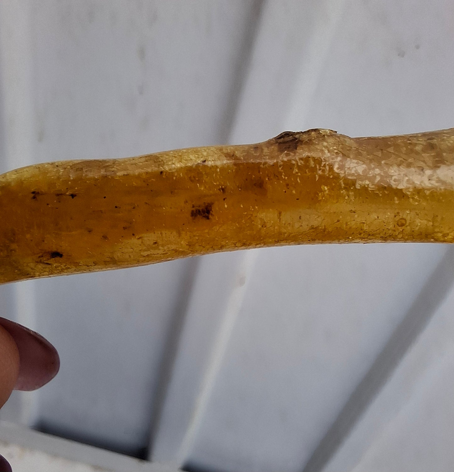 Copal Young Amber with INSECTS inside, 5.07g, Fossil (Ref: CA35)