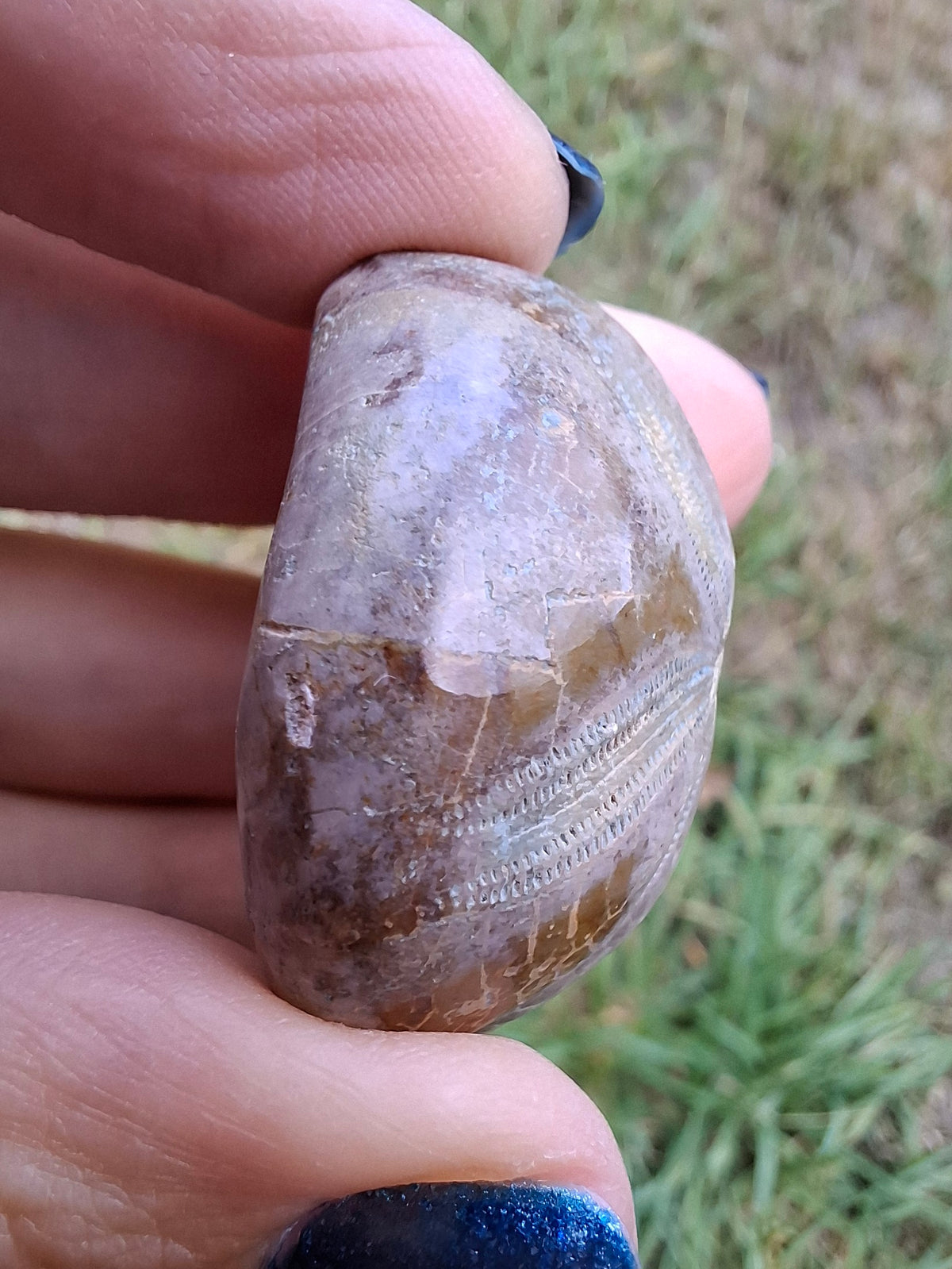Polished Sea Urchin, Fossil (Ref: SU1)