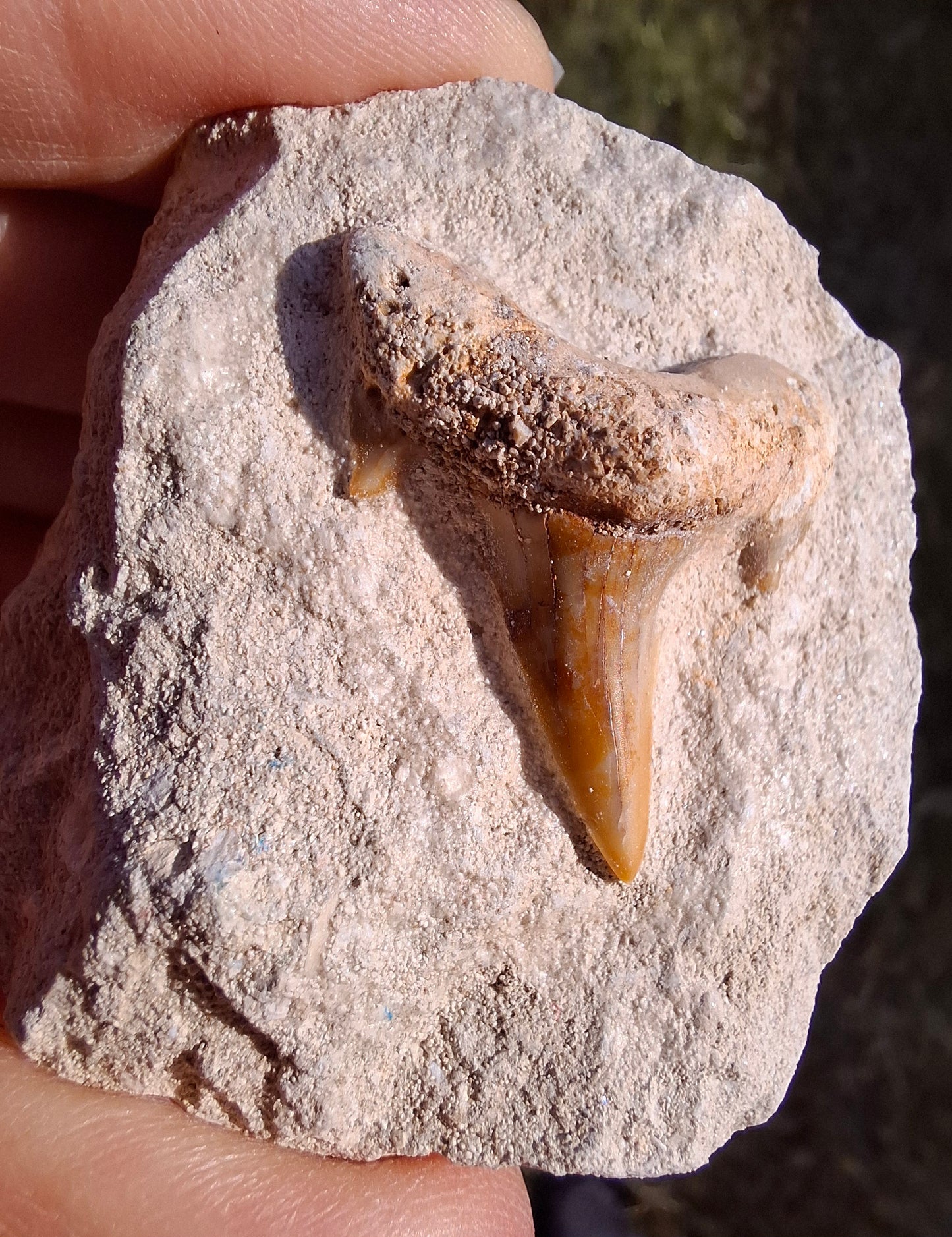 Otodus Shark Tooth in rock, Fossil (Ref: OT1)