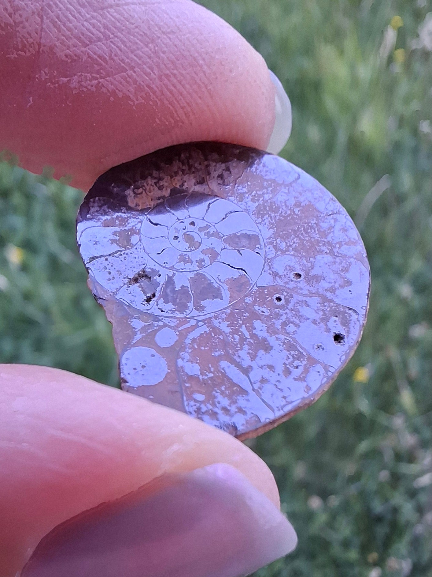 Small Haematite Ammonite HALF, 1.78g, Fossil (Ref: MA4)