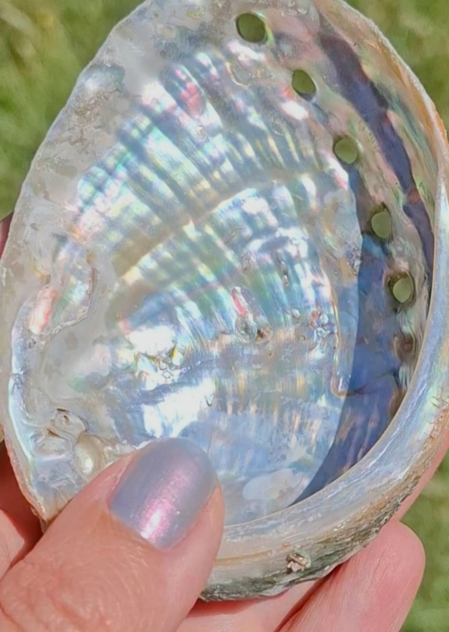 Abalone Shell, (Ref: SH3)
