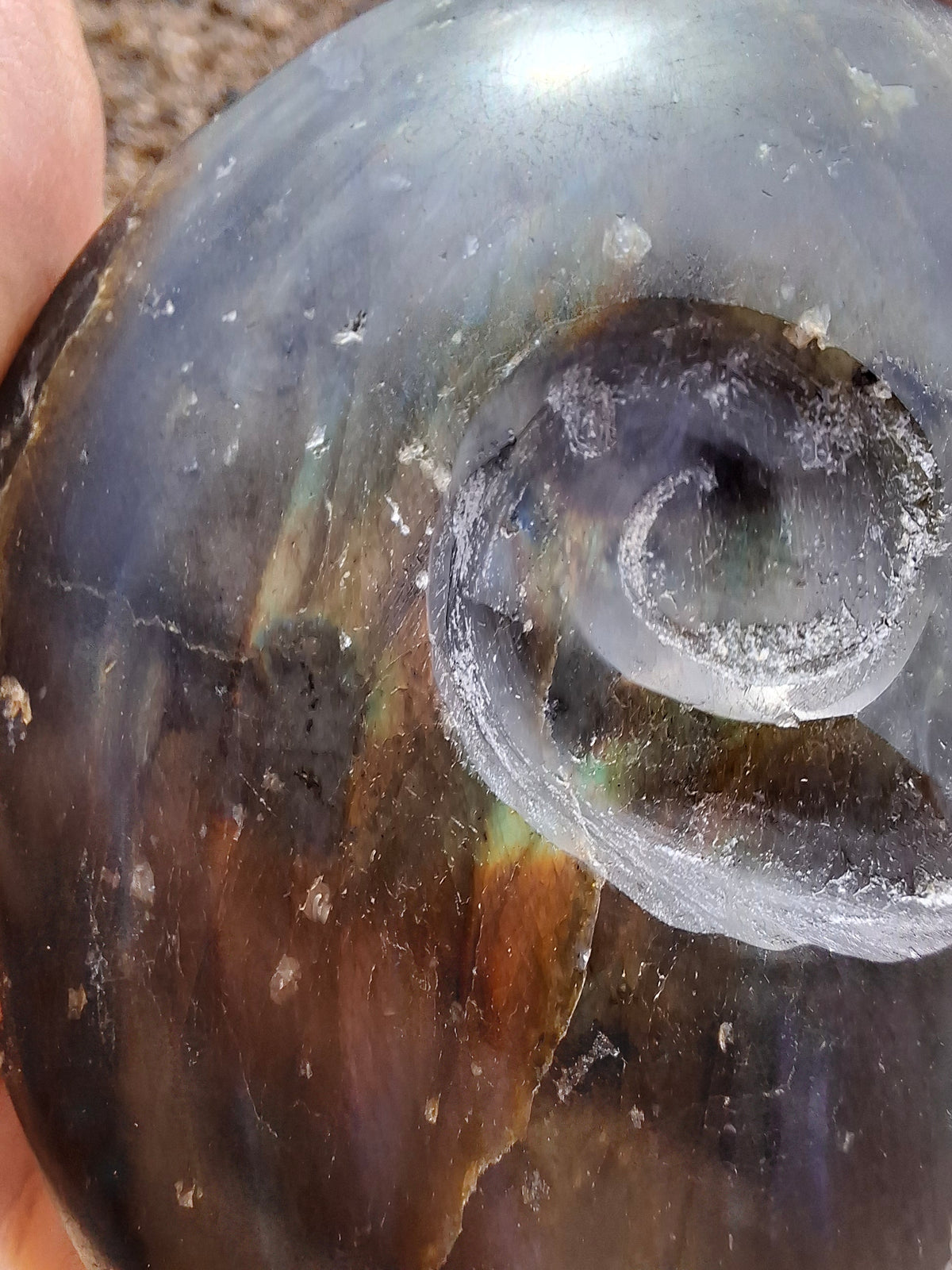 Labradorite Ammonite Carving, 160.21g, Crystal (Ref: laba4)