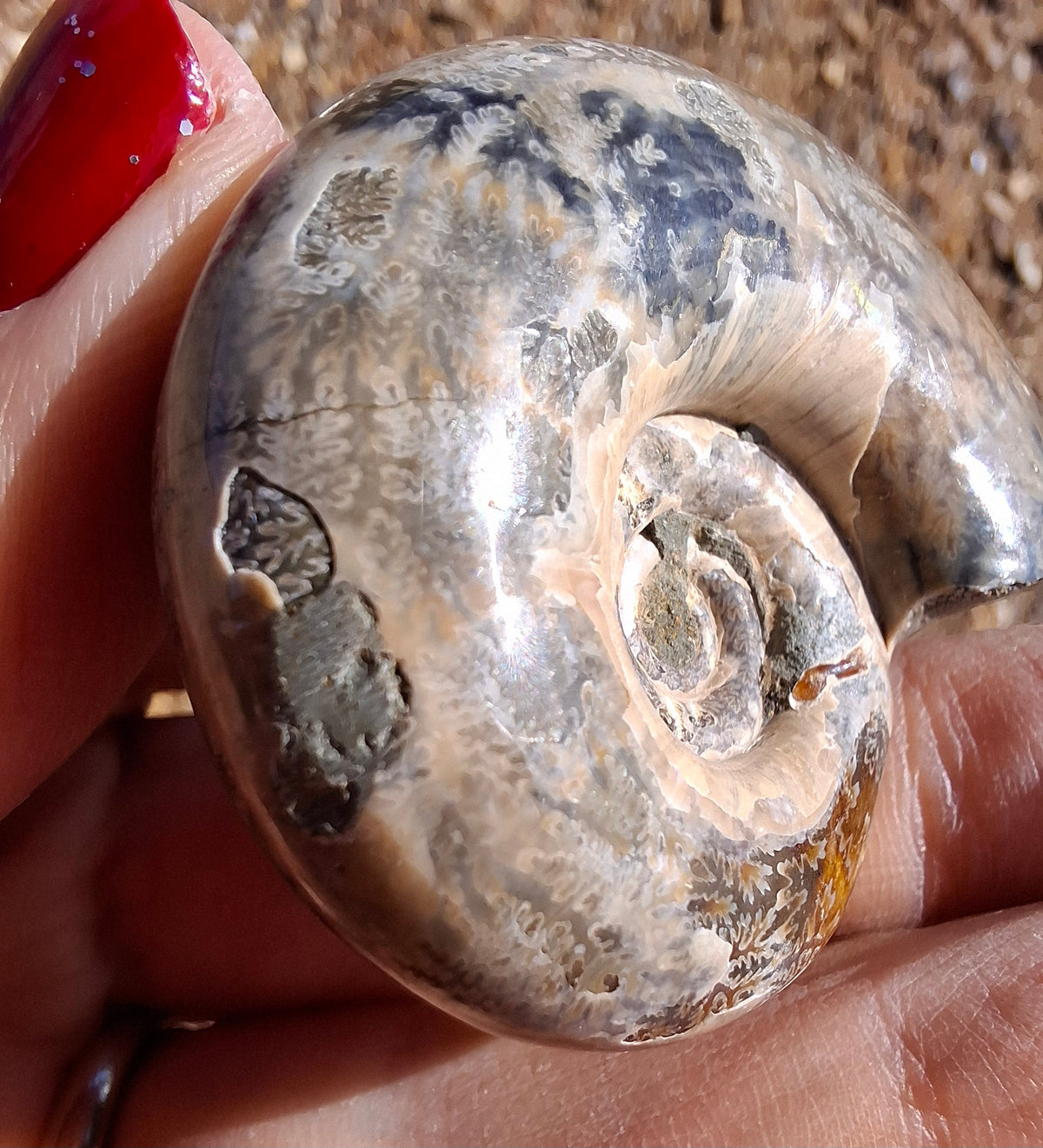 Polished Ammonite, Fossil (Ref: AMM1)