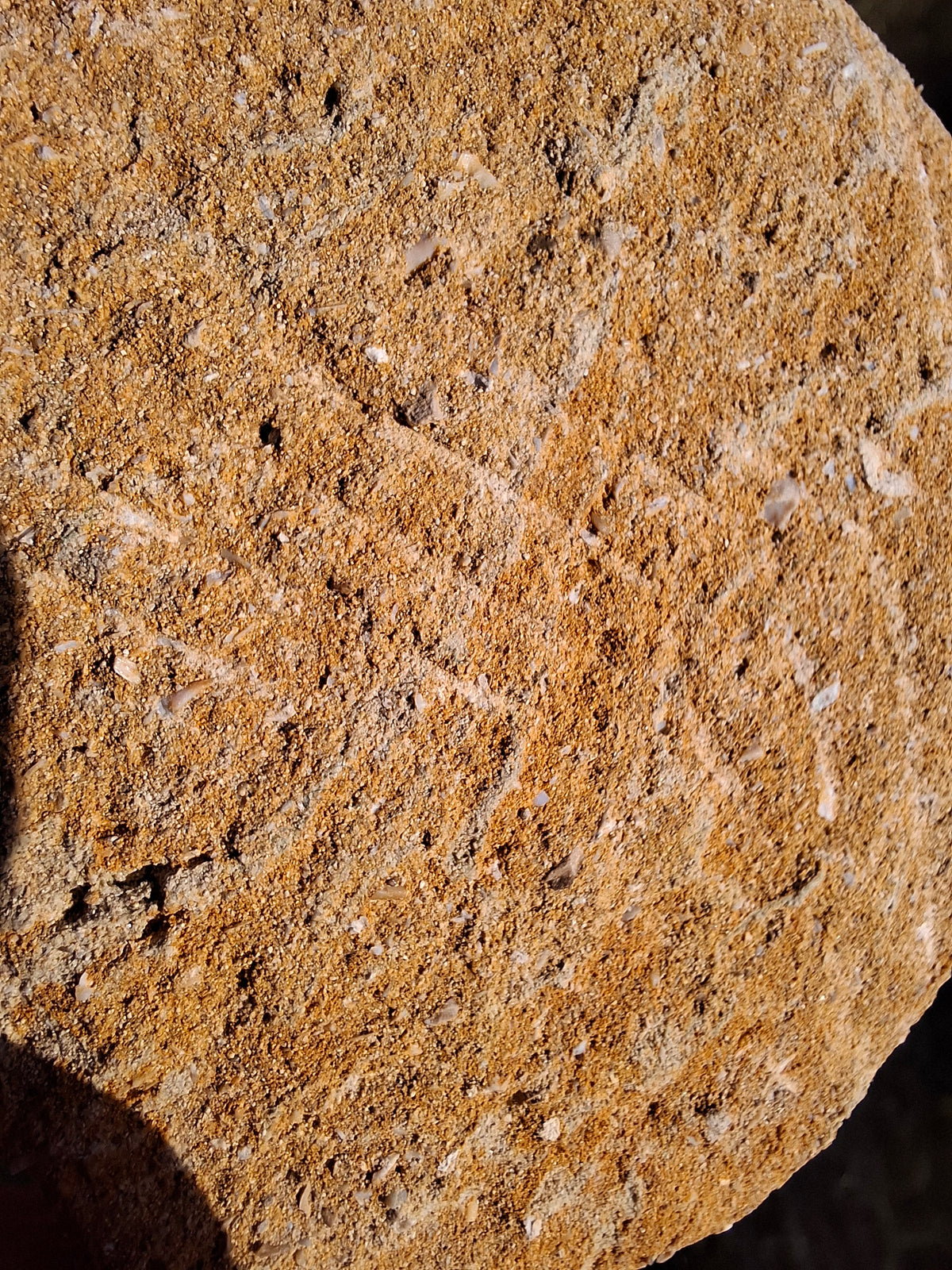 Enchodus Sabre Tooth, Fossil (Ref: ES6)