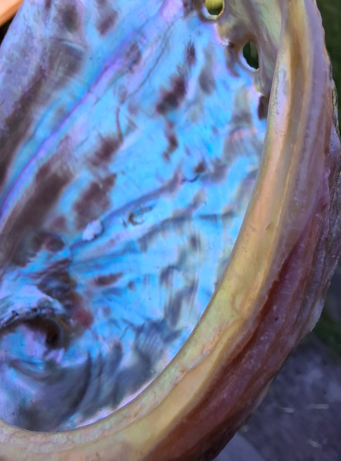 Abalone Shell, (Ref: SH3)