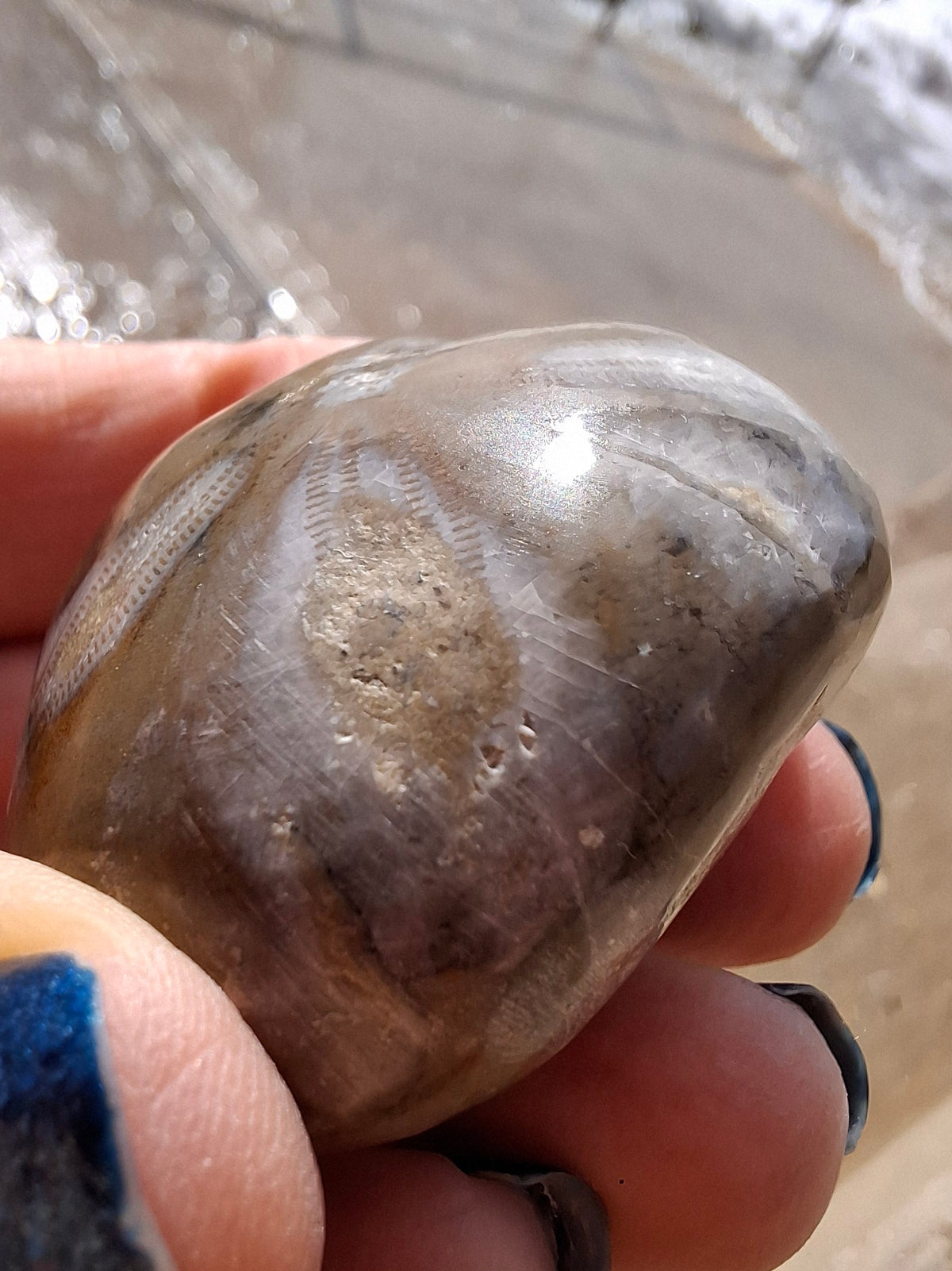 Polished Sea Urchin, Fossil (Ref: SU2)