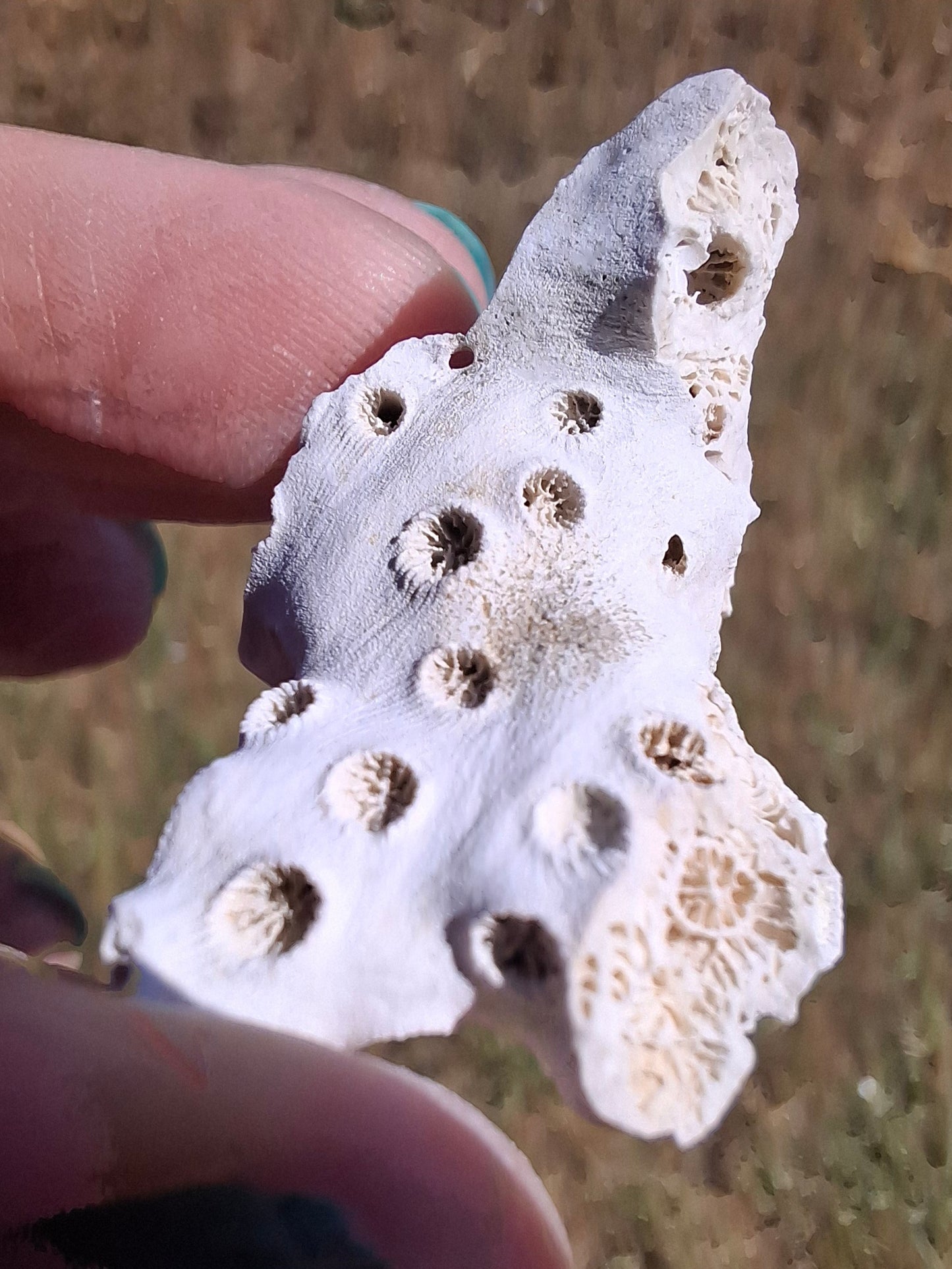 Fossil Coral, (Ref: FC4)