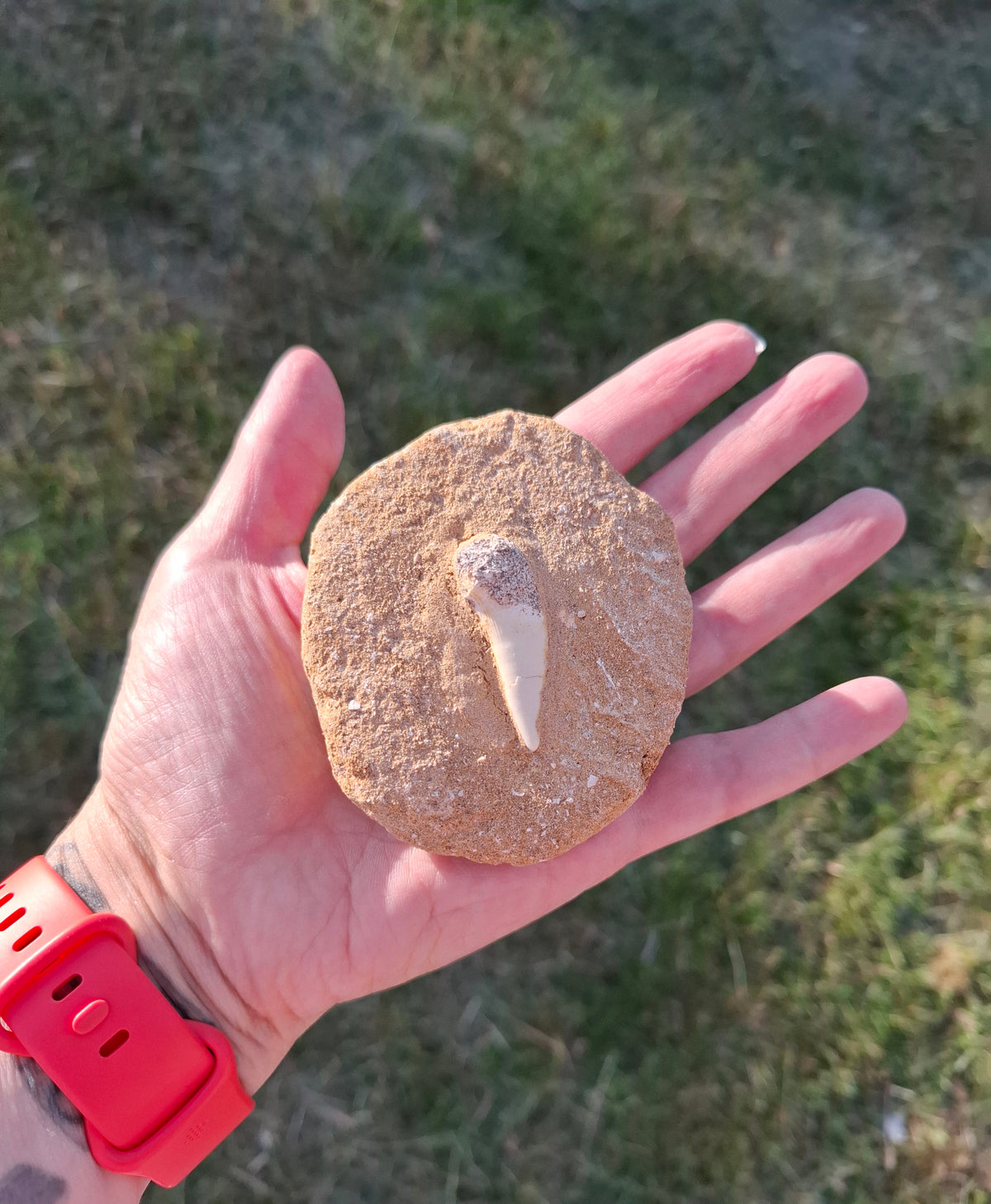 Enchodus Sabre Tooth, Fossil (Ref: ES6)