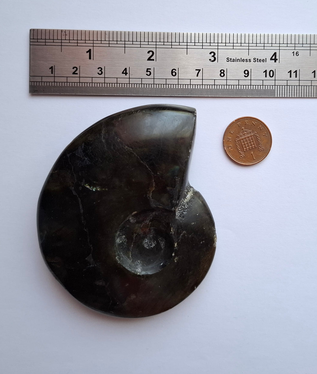 Labradorite Ammonite Carving, 160.21g, Crystal (Ref: laba4)