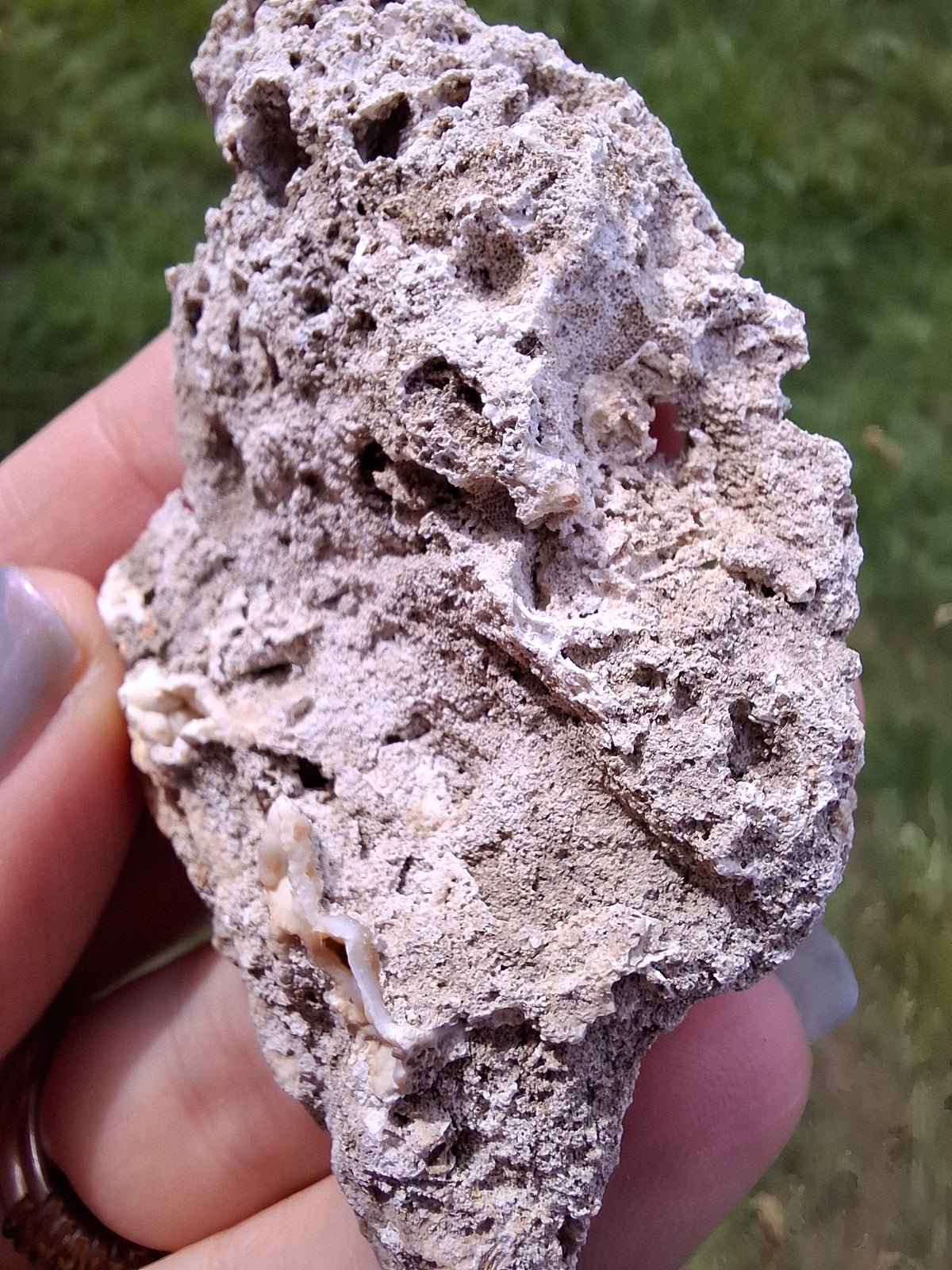 Fossilised Coral replaced by Chalcedony/Agate, Fossil (Ref: FCA2)