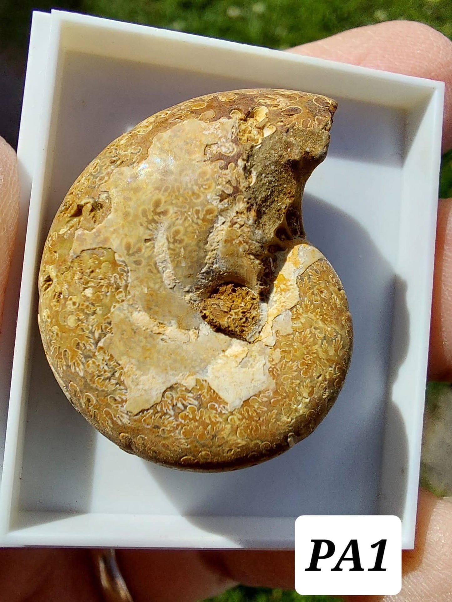 Phylloceras Ammonite, Fossil (Ref: PA1)