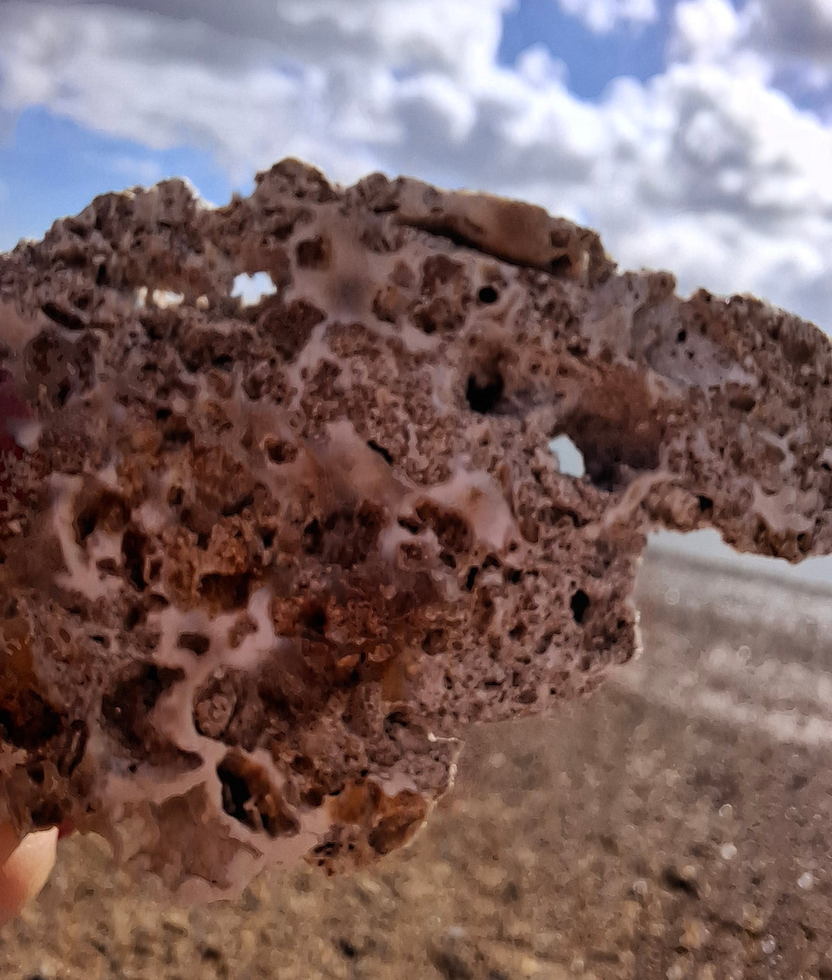 Fossilised Coral replaced by Chalcedony/Agate, Fossil (Ref: FCA2)