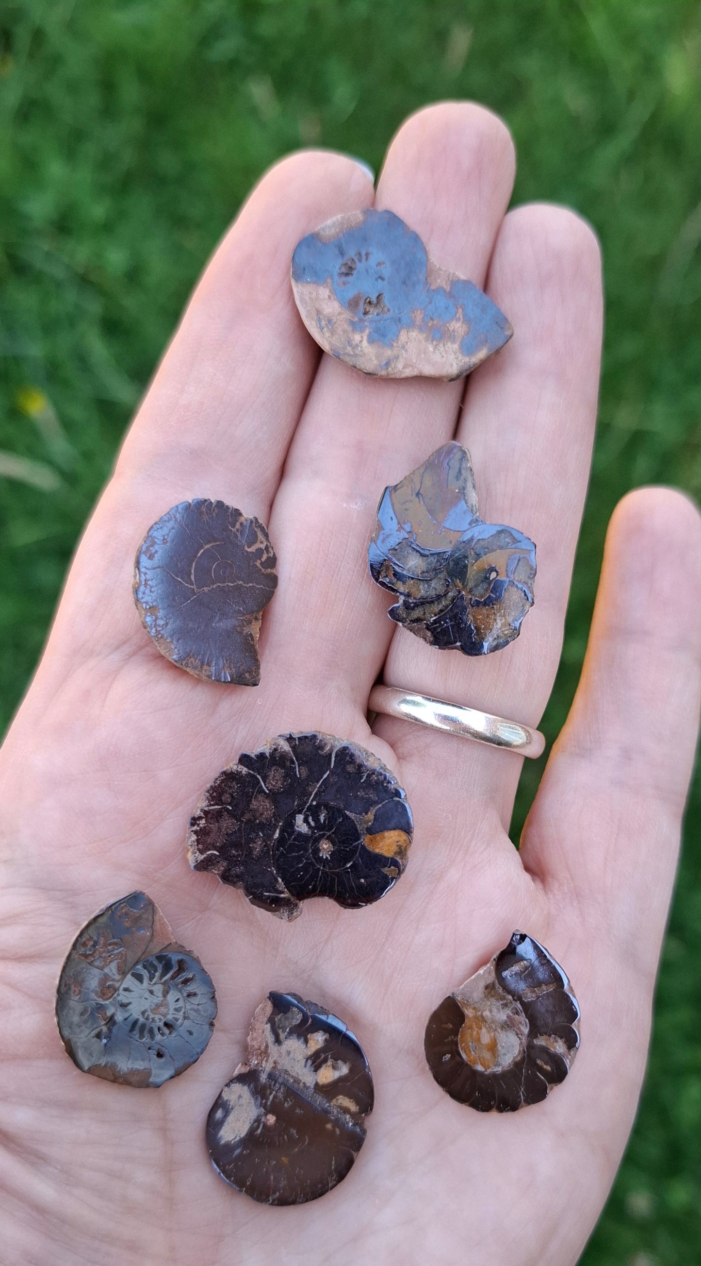 Small Haematite Ammonite Halves BUNDLE, (7 pcs), Fossil (Ref: MA13)