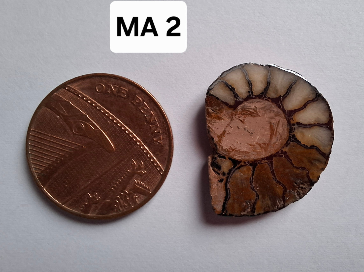 Small Haematite Ammonite HALF, 1.66g, Fossil (Ref: MA2)